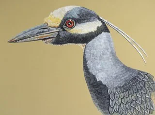 yellow-crowned-night-heron-web.jpg