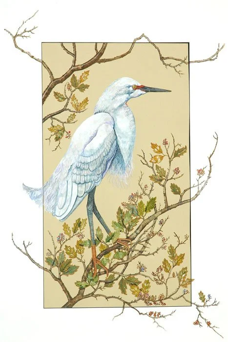 snowy-egret-and-berries-.jpg