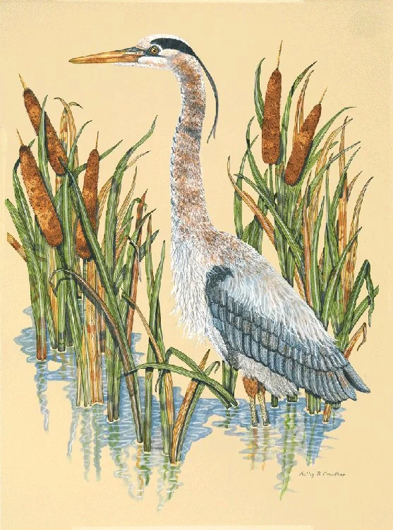 blue-heron-cattails.jpg