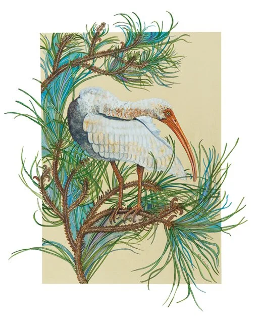 The-Shy-Ibis-2.jpg
