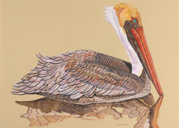 pelican.jpg