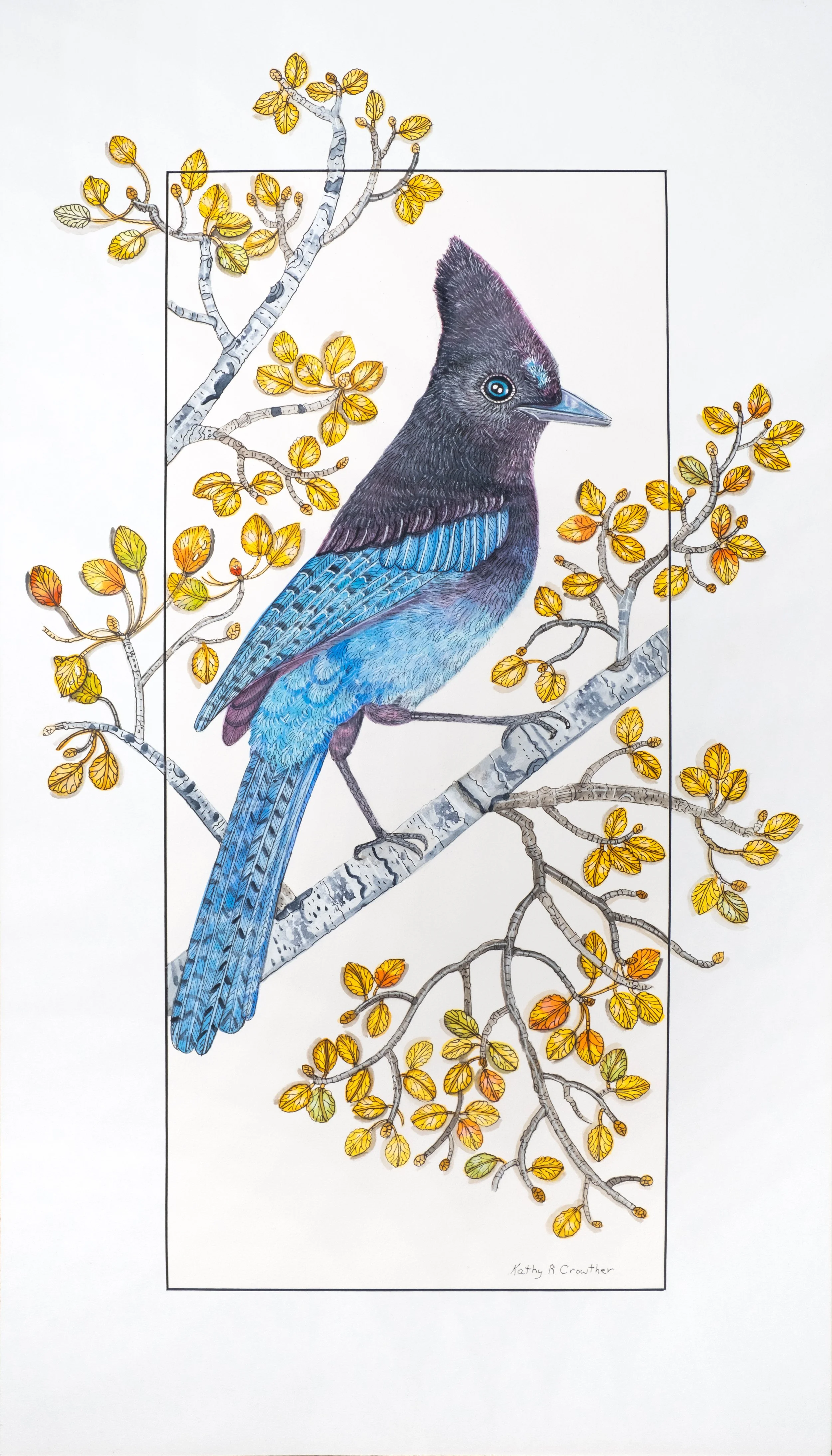Stellar Jay - 18" x 30"