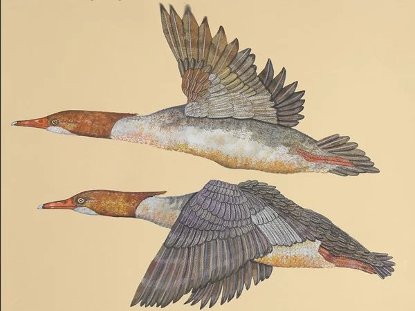 mergansers.jpg