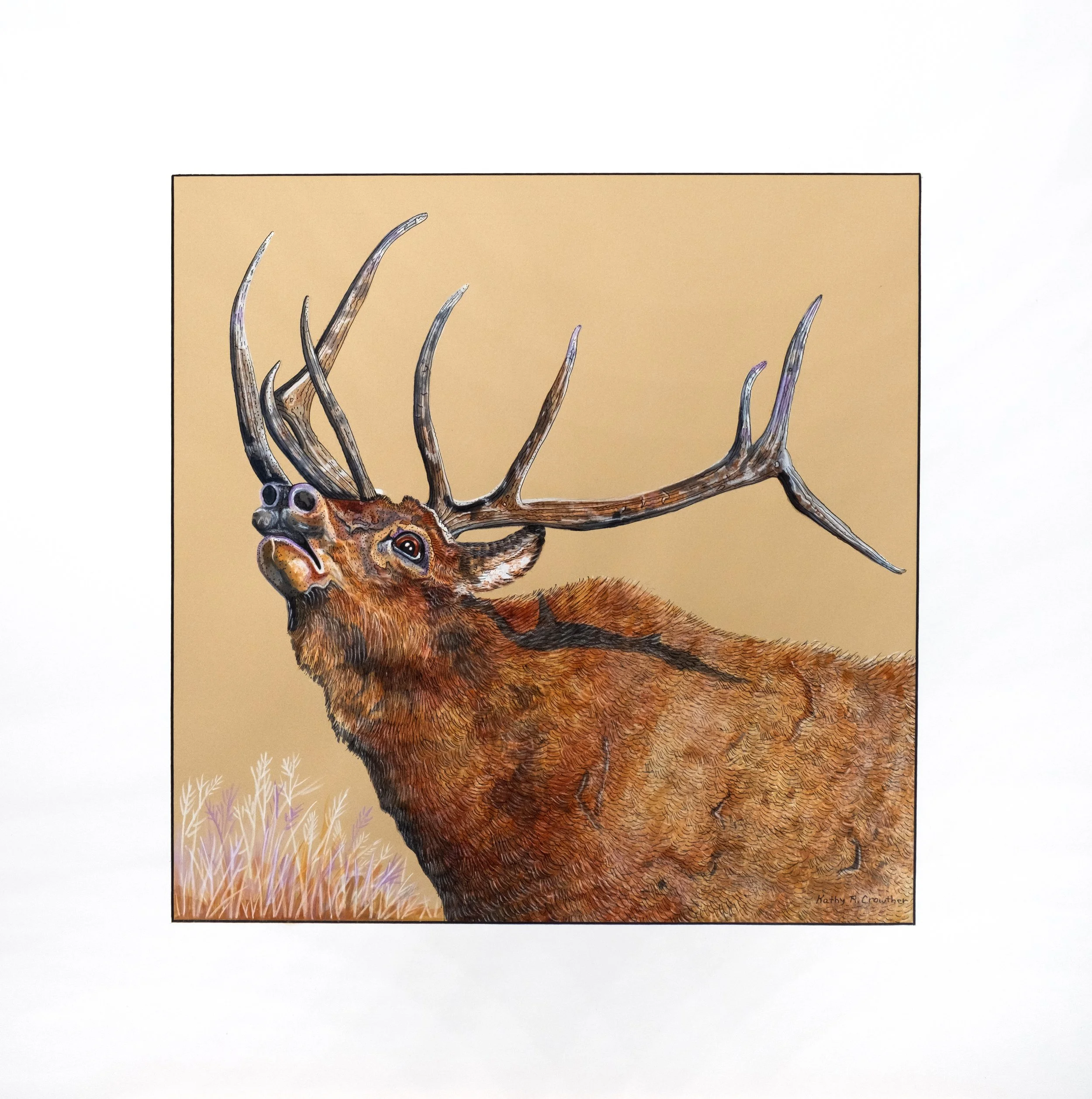Bugling - 27.5" x 33.5"