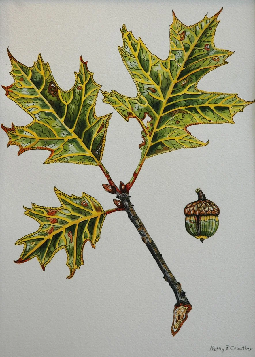 oak-botanical-mr.jpg