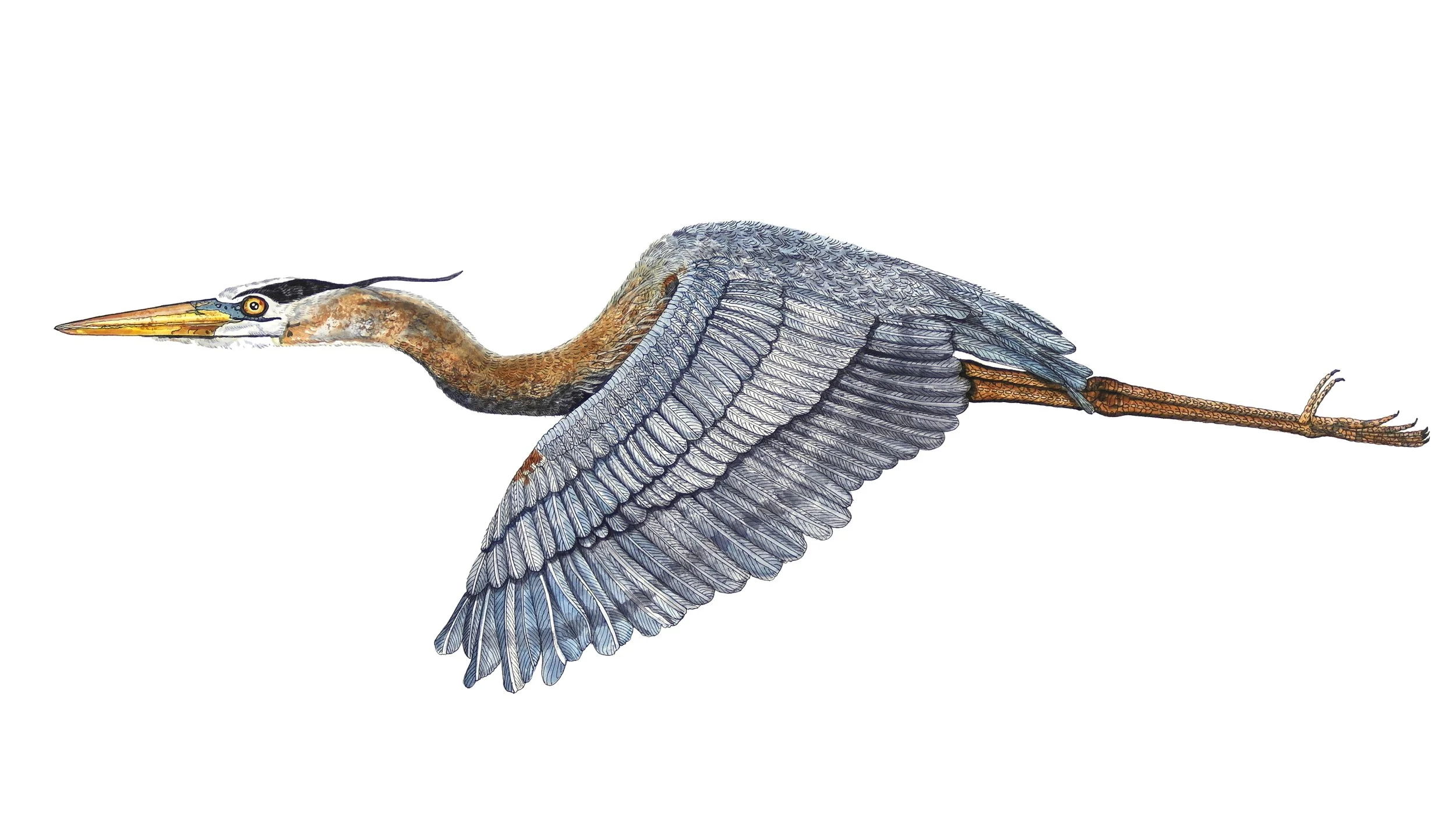 2024-06_Wings-1.jpg