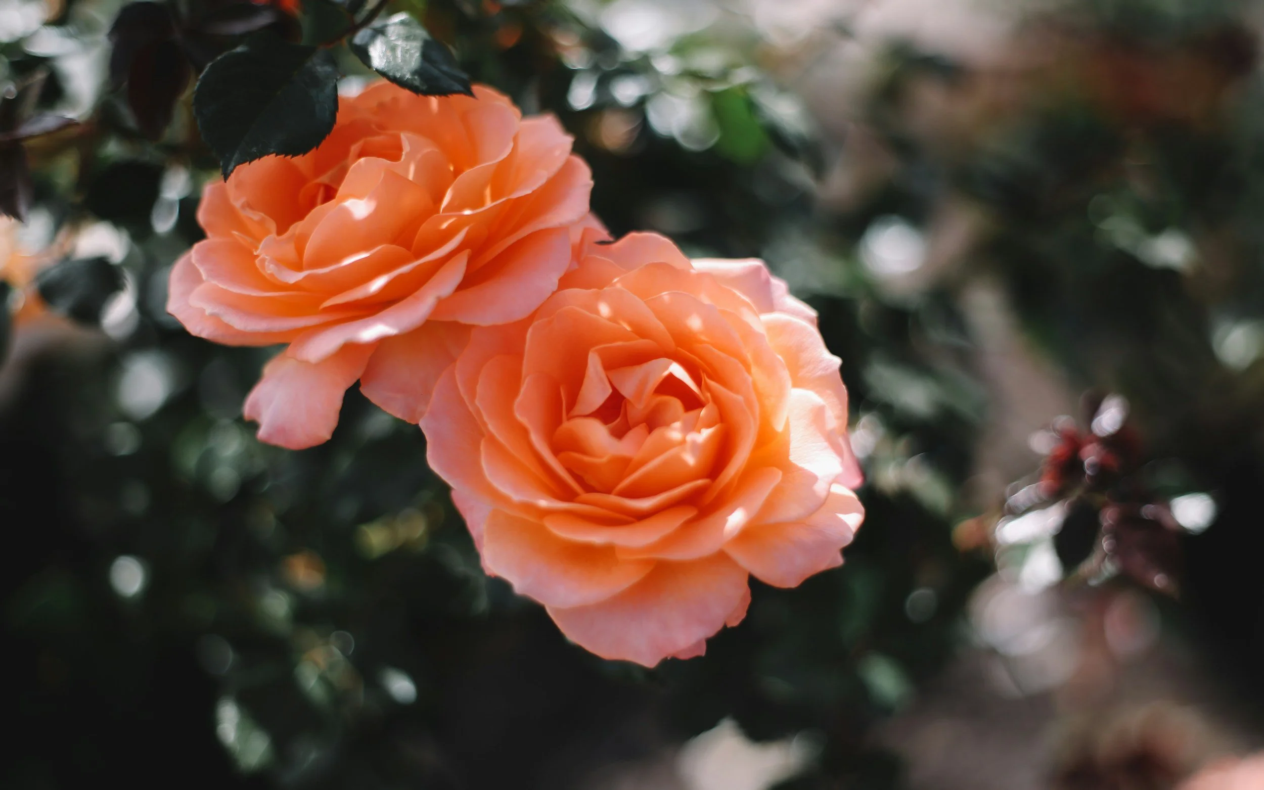 unsplash-image-HUuXYr9rt9s.jpg