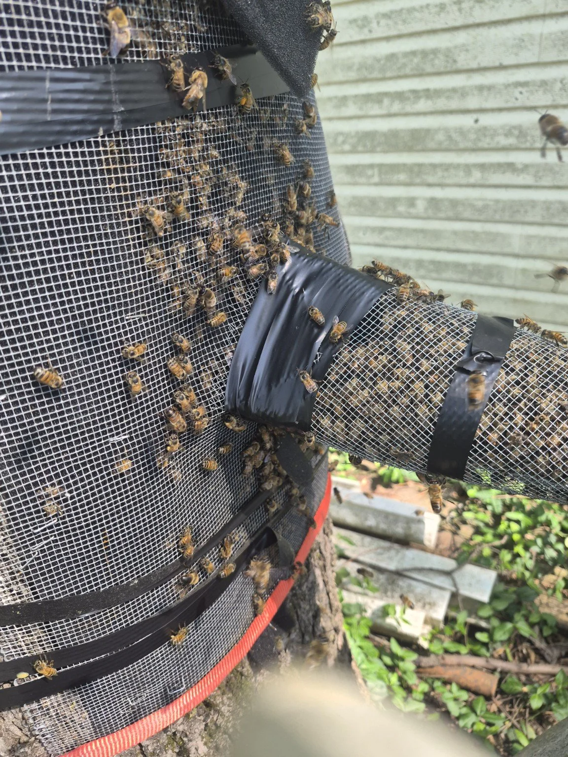 Hive Consultation and Education