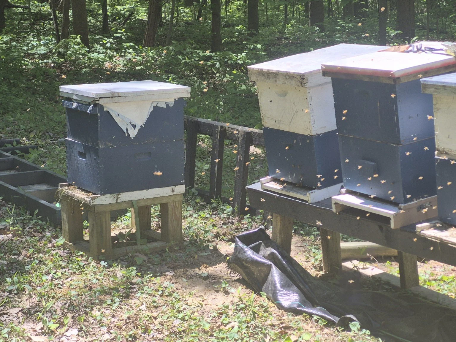 Raw Wildflower Honey