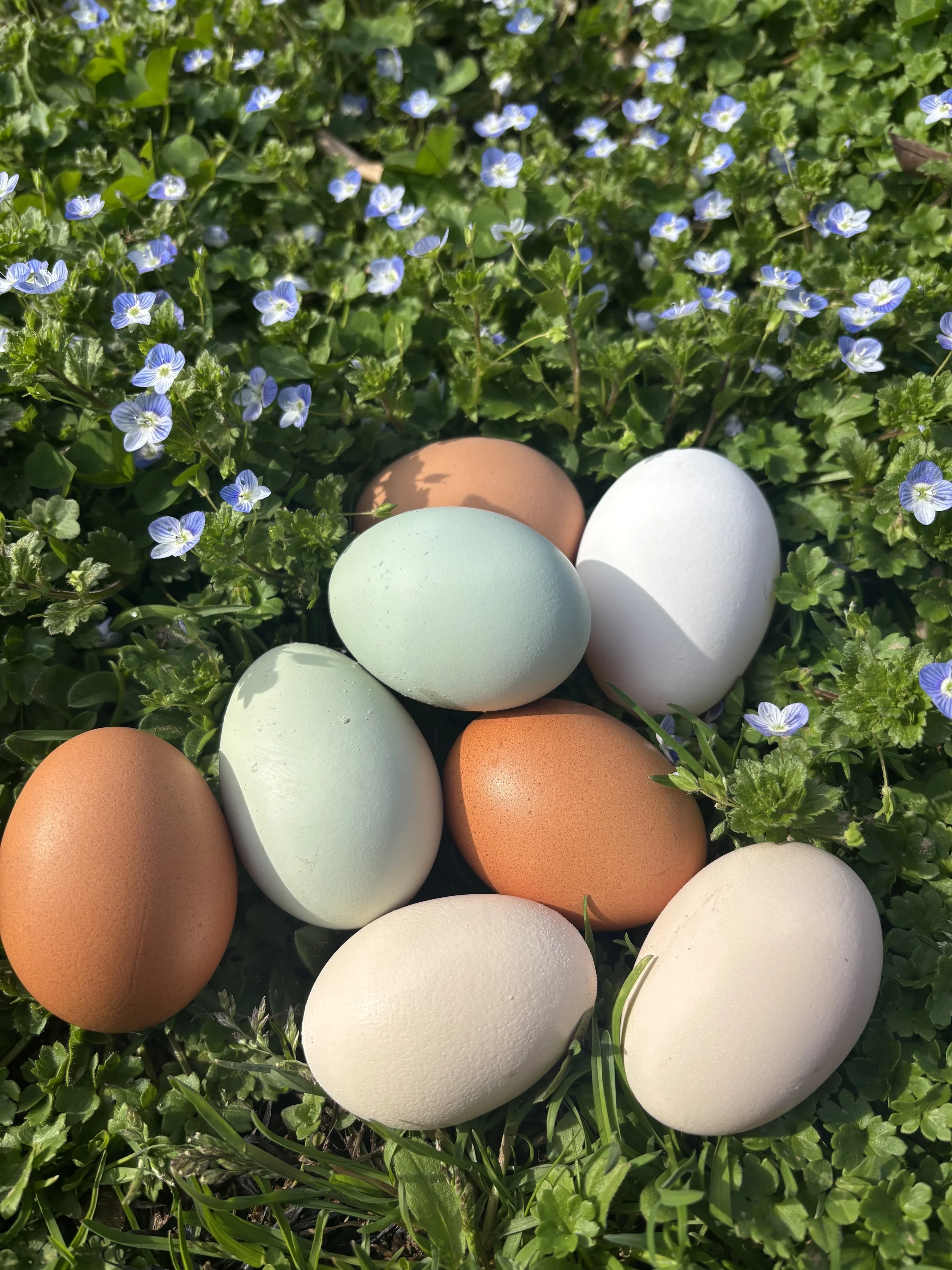 Chicken eggs