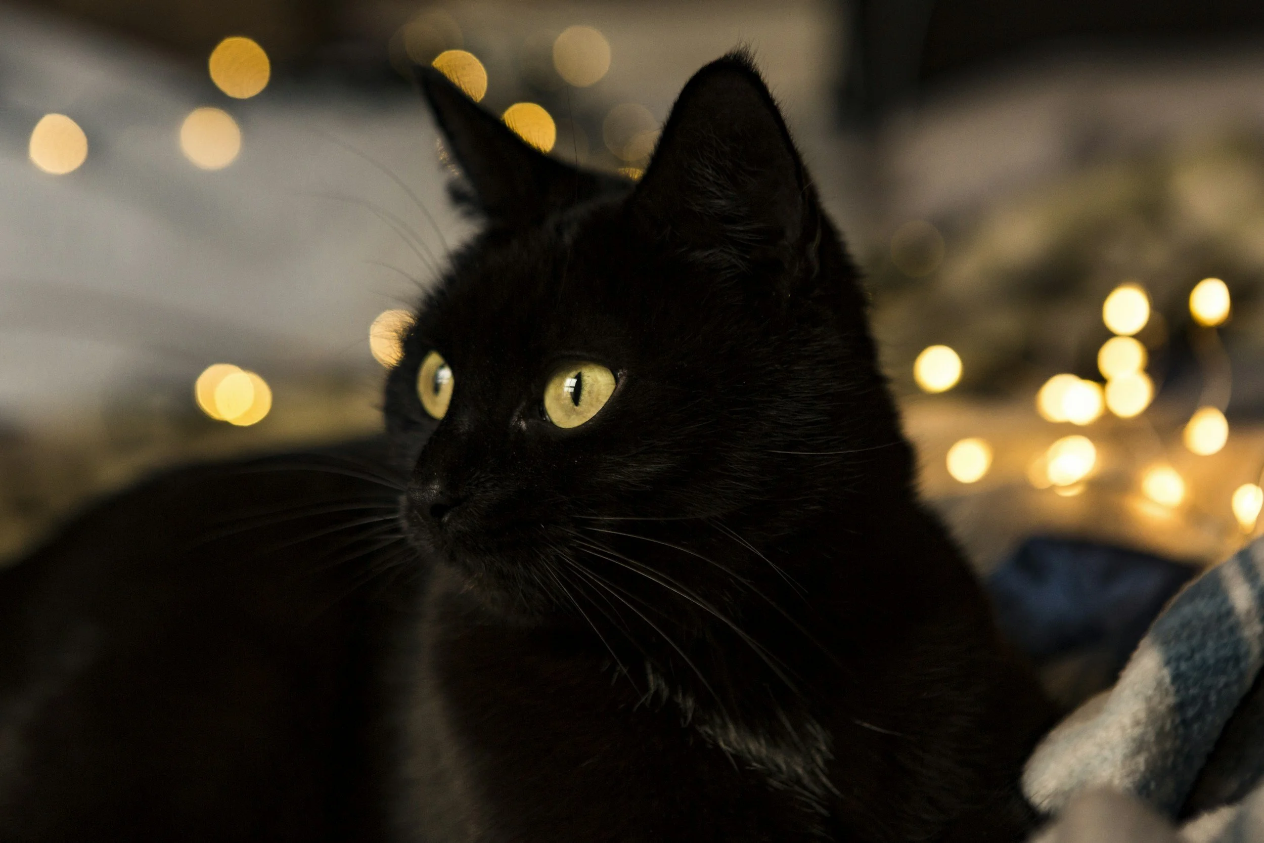 Close-up of a black cat with yellow eyes, with blurred yellow bokeh lights in the background.