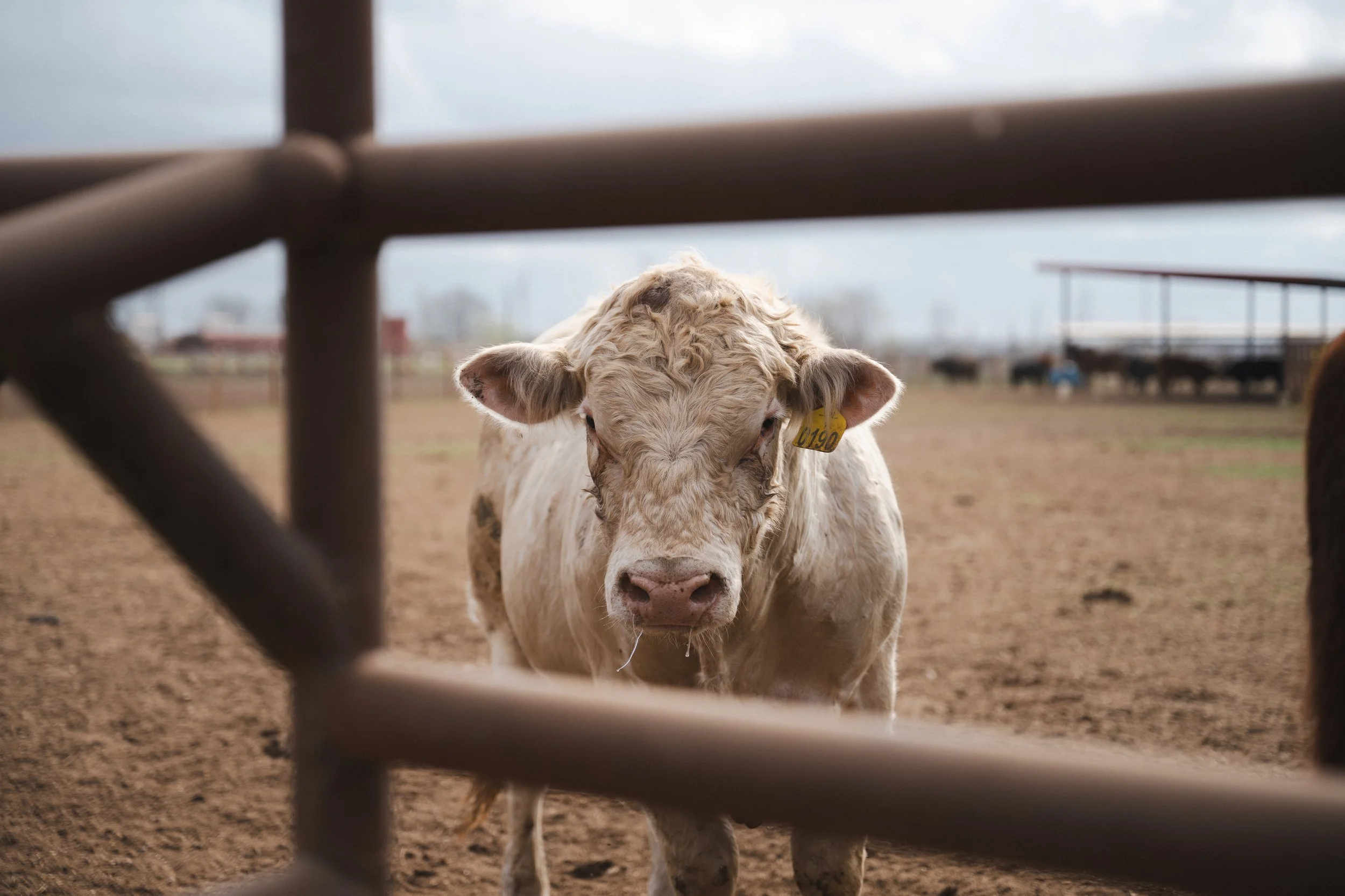A young light-colored calf standing on a dirt farm yard, viewed through metal bars with a cloudy sky background.