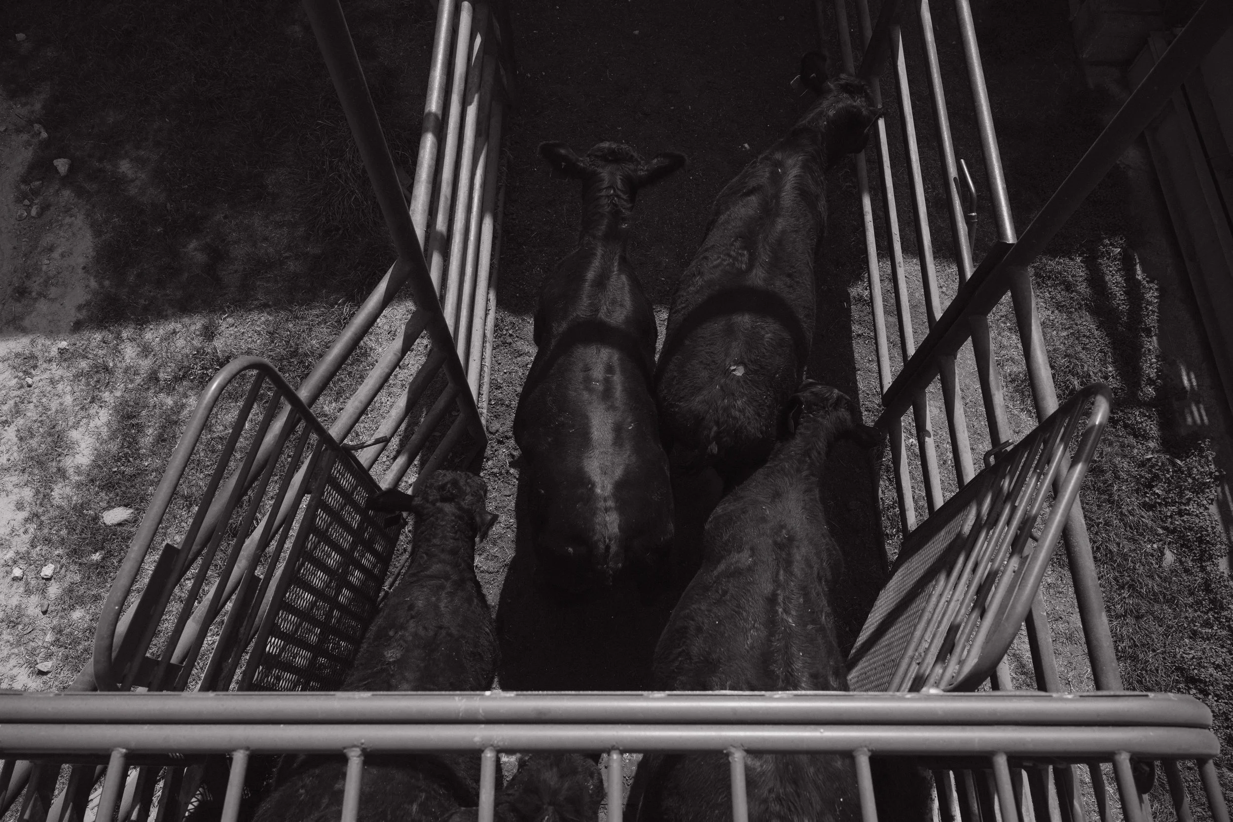 A group of pigs inside a pigpen, viewed from above through metal bars.