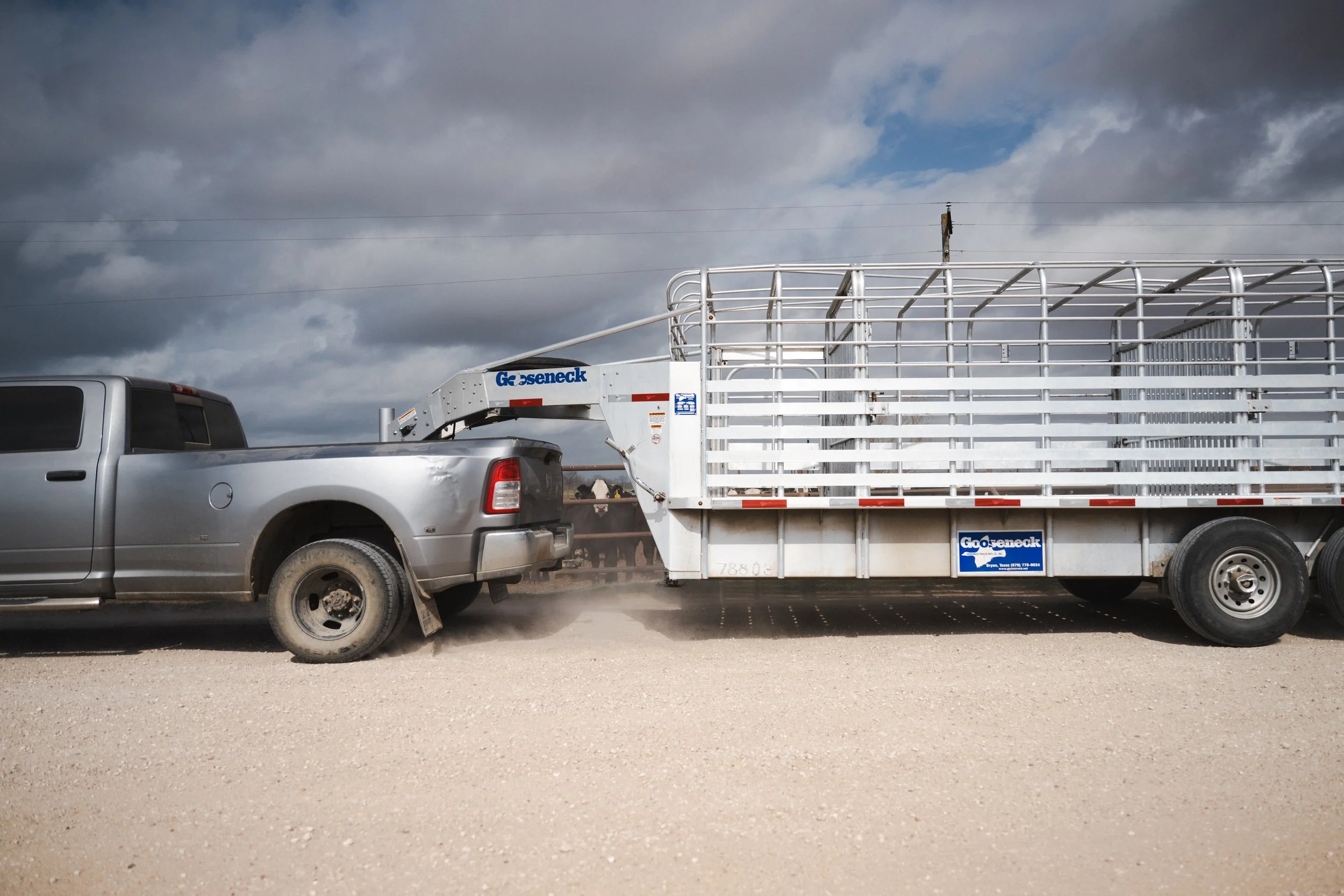 A silver pickup truck towing a large white livestock trailer on a gravel road under a cloudy sky.
