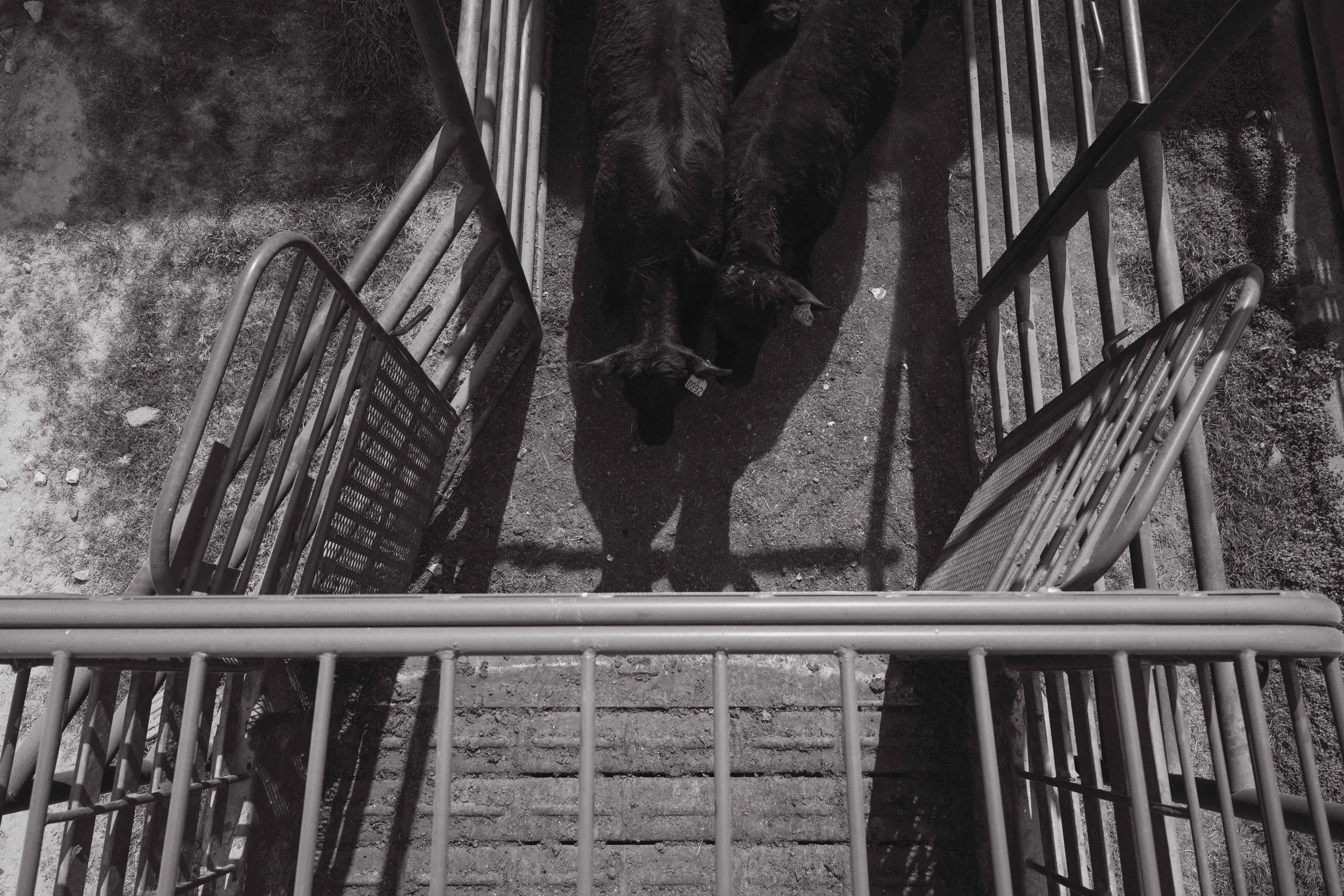 Black cows lying in a pen with metal rails, viewed from above in black and white.
