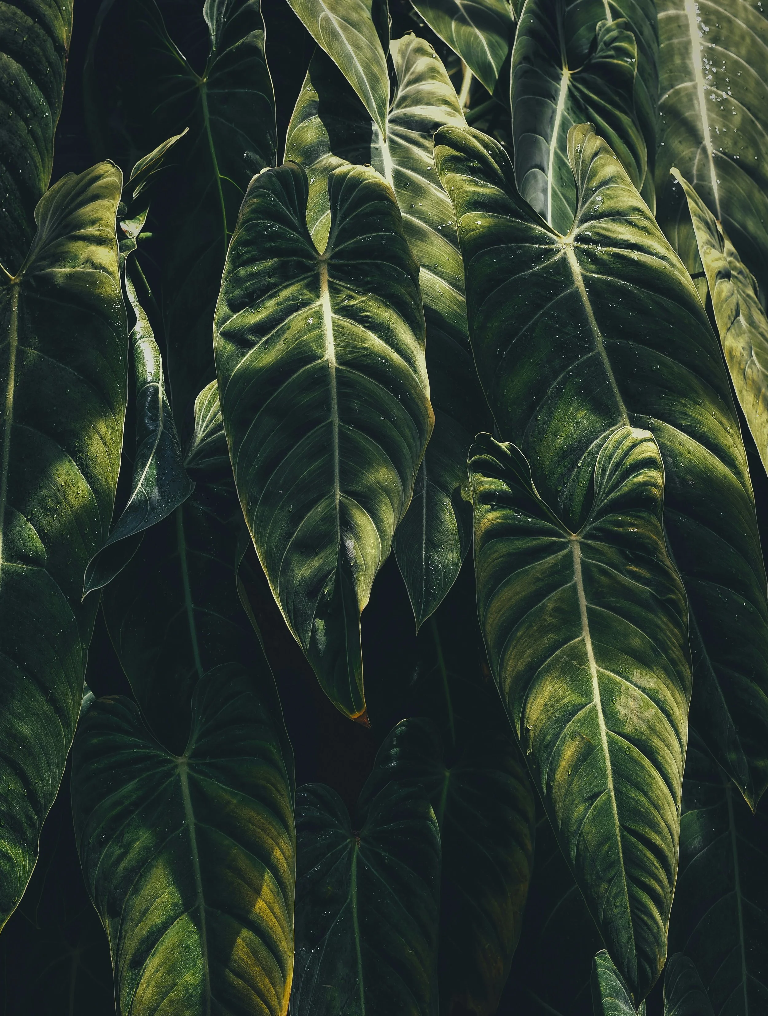 annie-spratt-wMqPJs2x0-A-unsplash (1).jpg