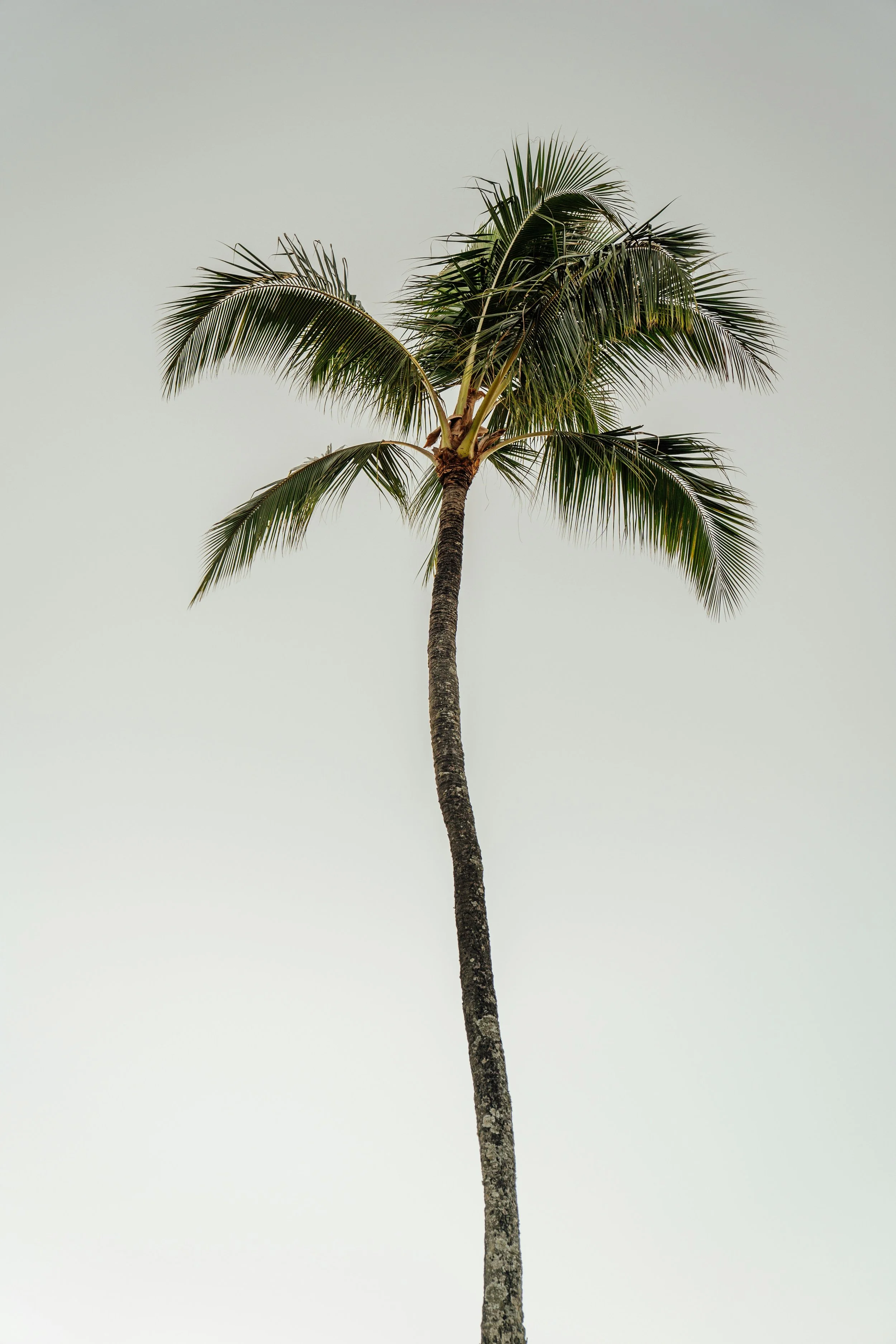 A tall palm tree with a long, slender trunk and green fronds extending outward, set against a pale sky background.