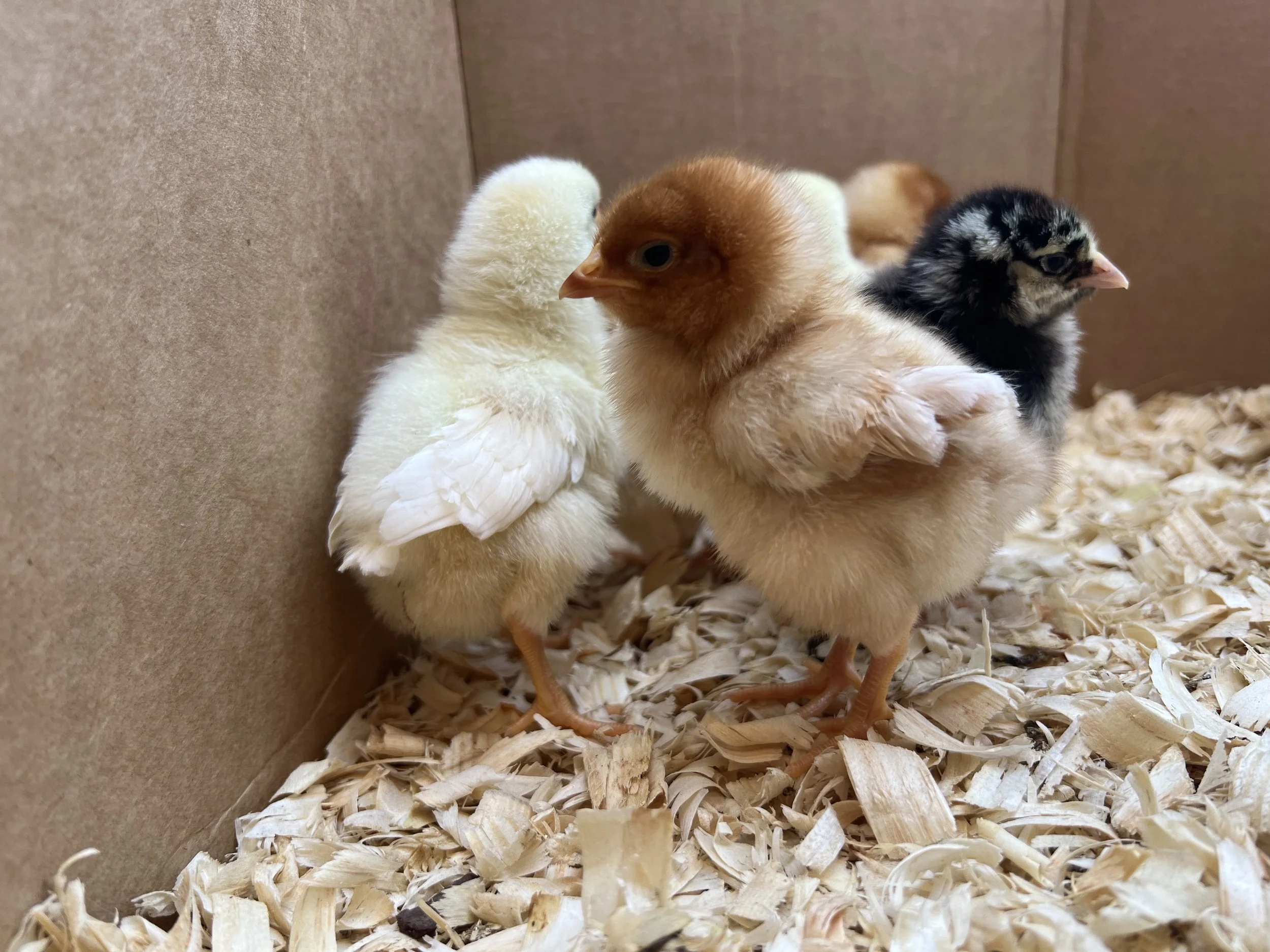 Chicken & Backyard Animal Care