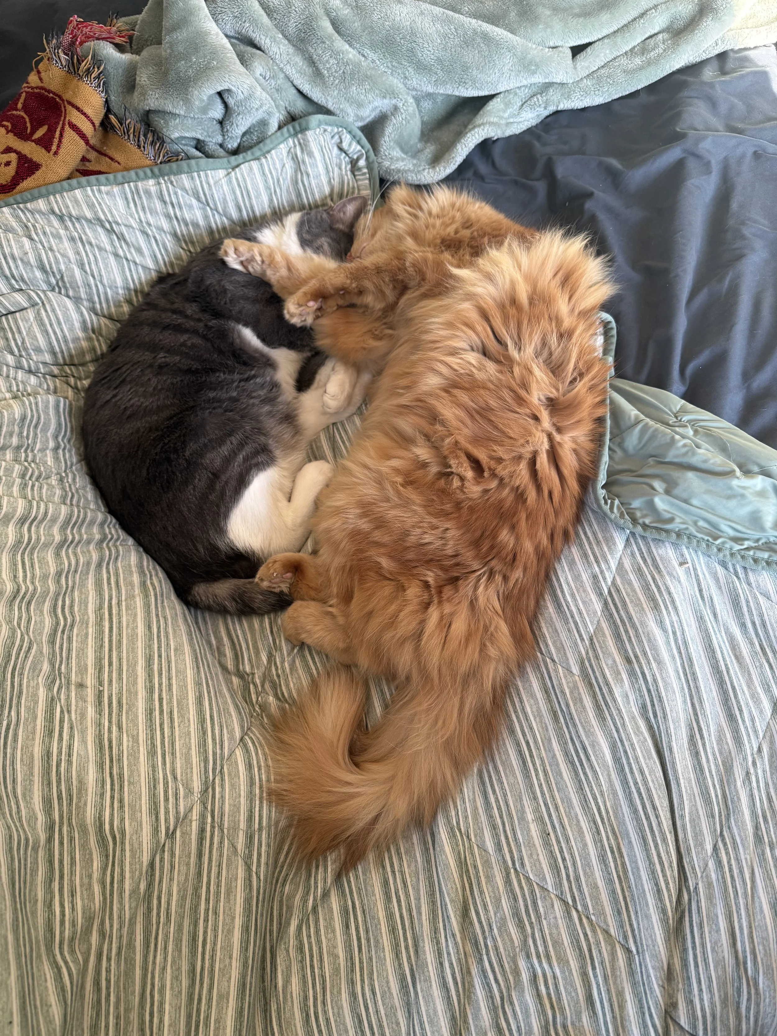 Cat & Small Animal Care