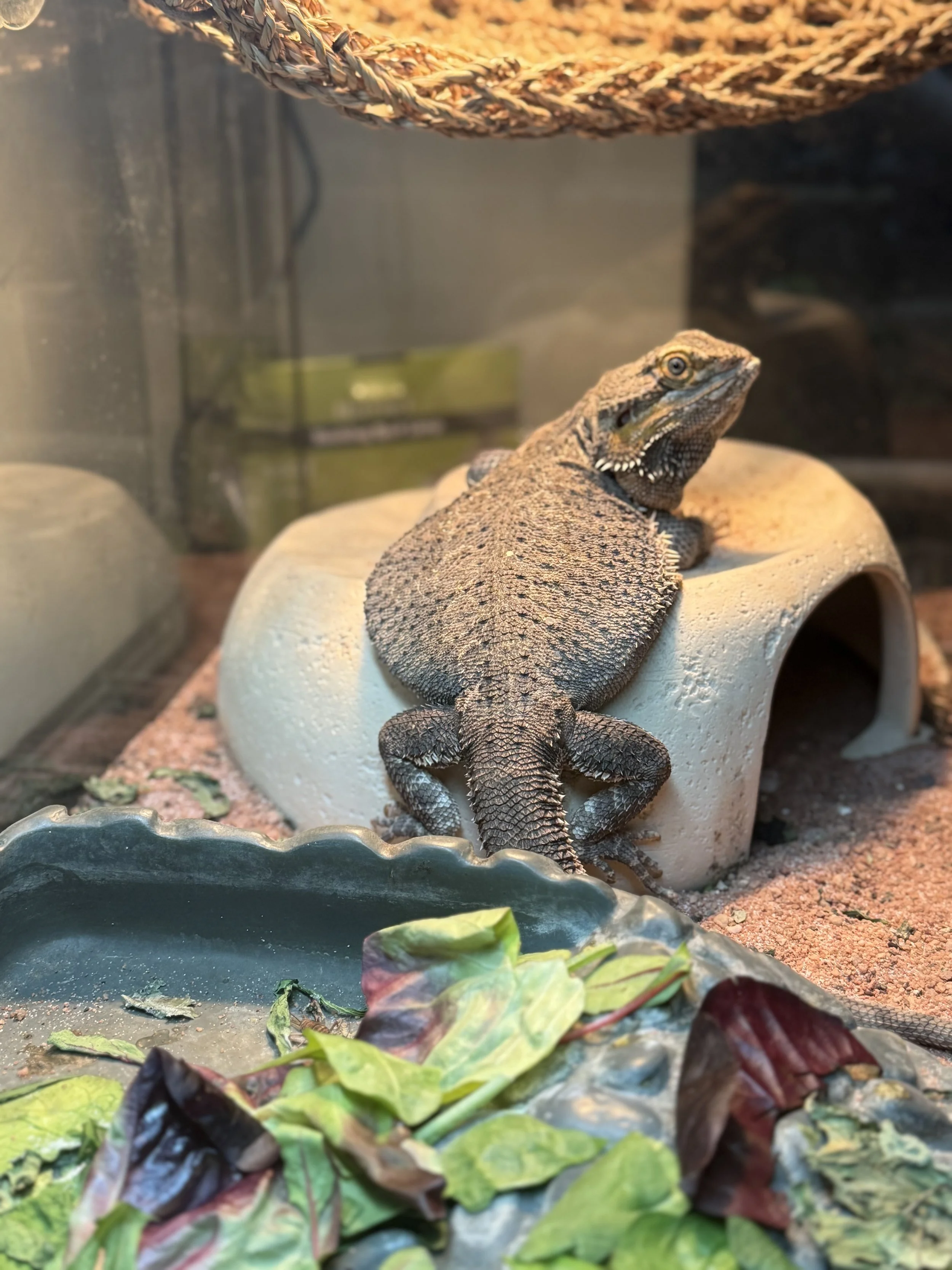 Pet Sitting Visits