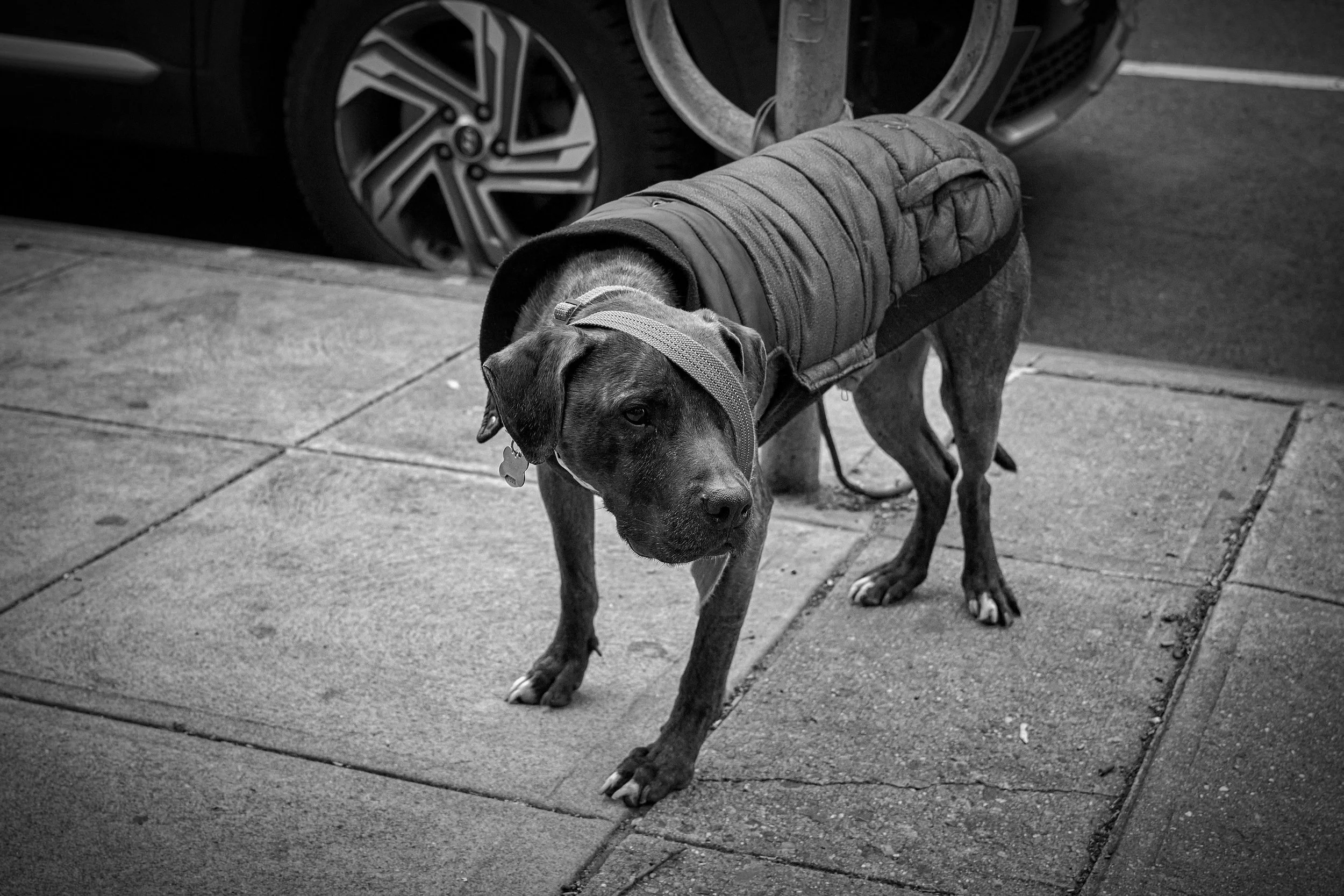 LEASH DOG 3.jpeg