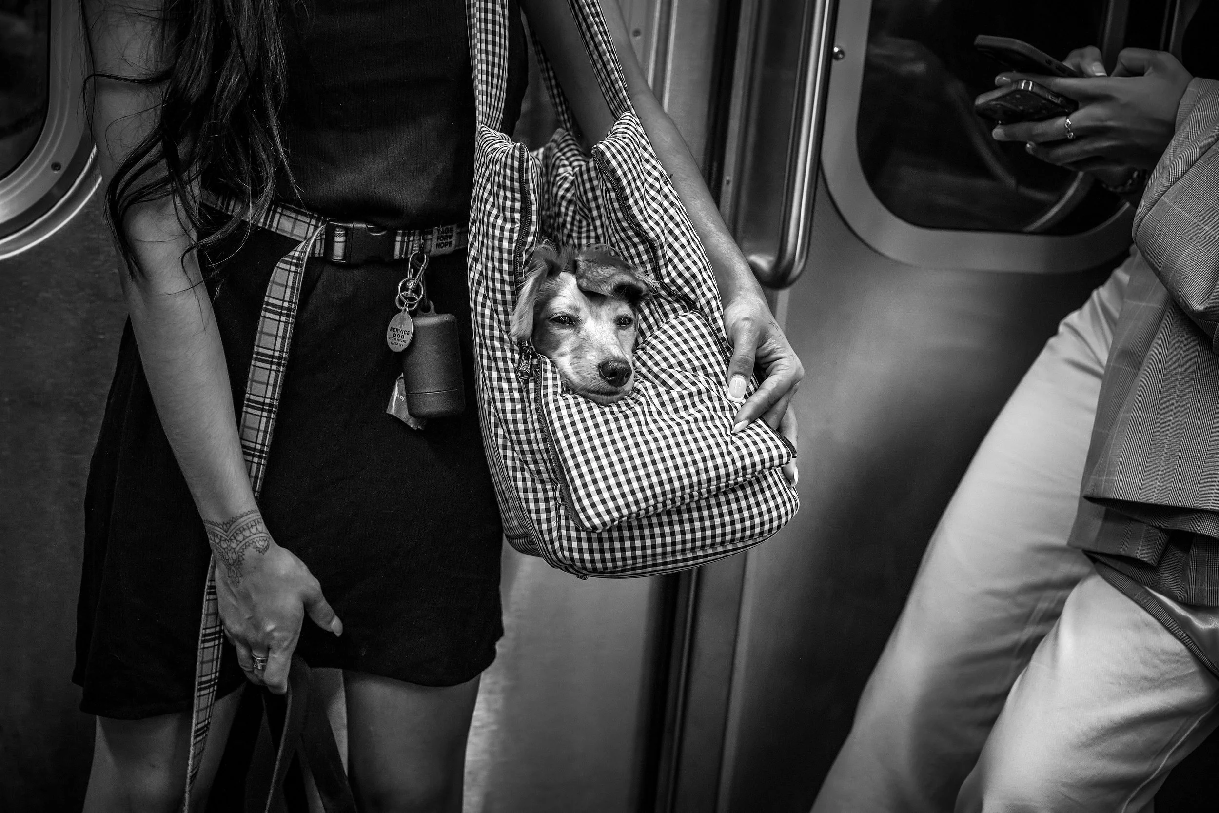 BAG DOG FIN.jpeg