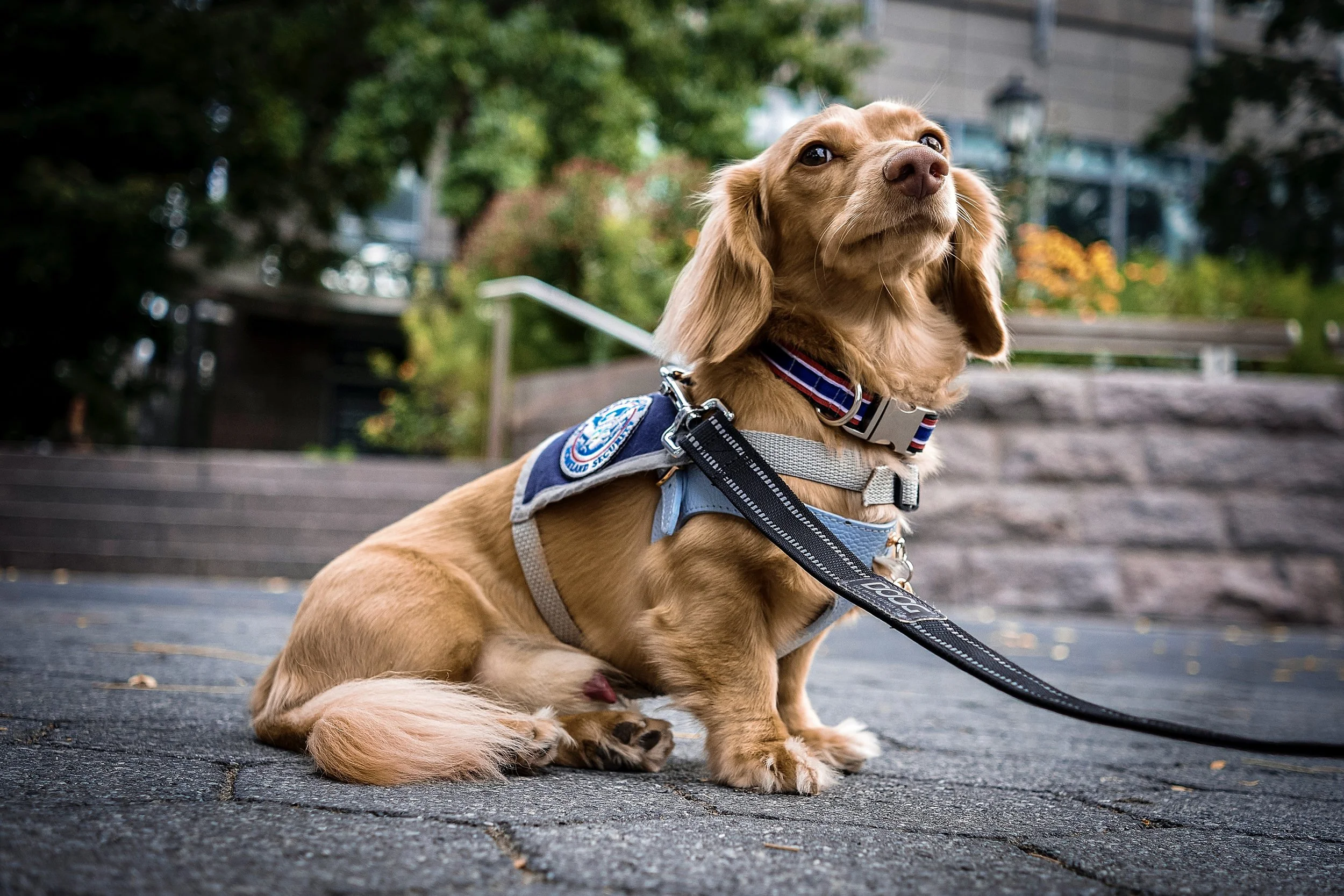 DOG_2ND GO_V2-2.jpg