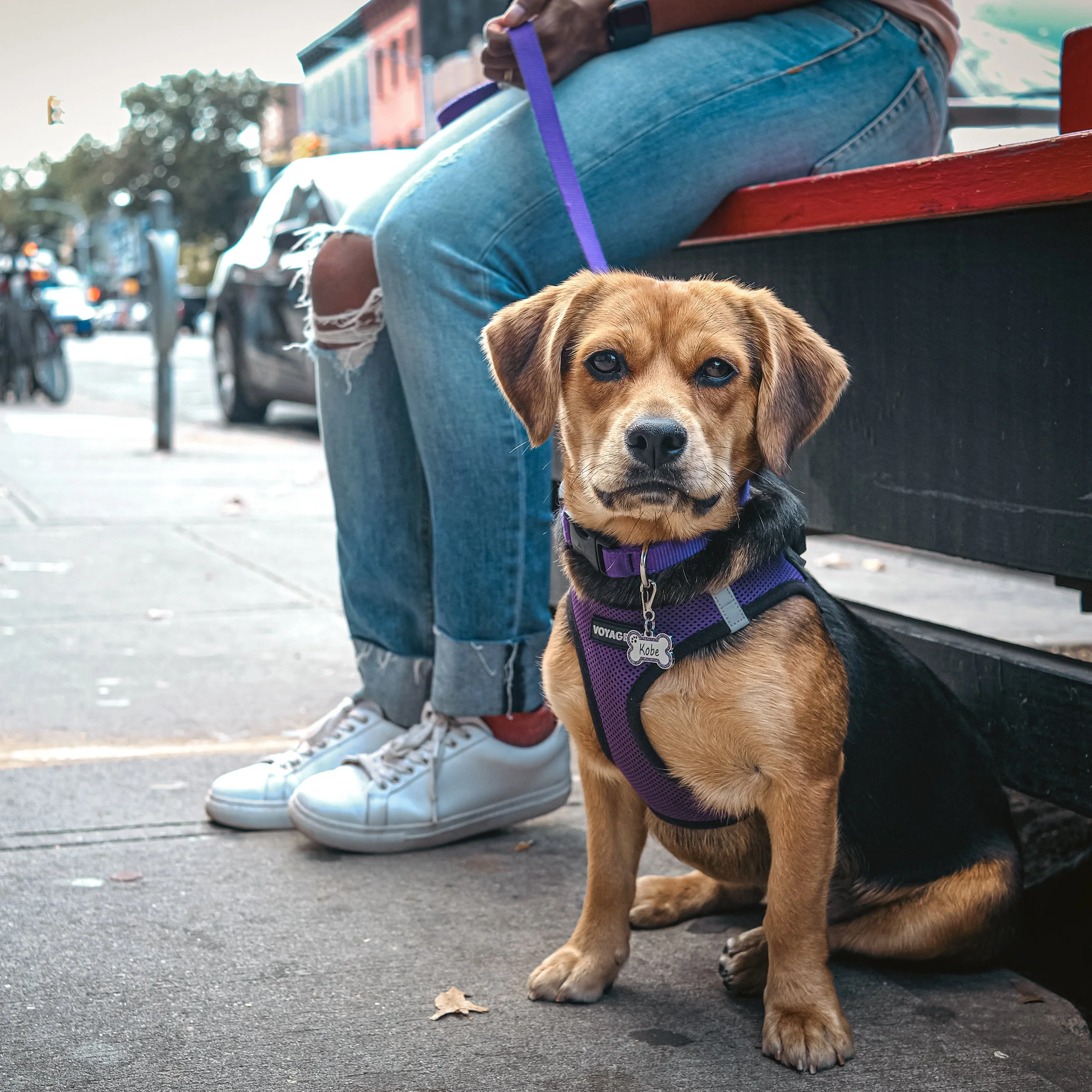 PUP STOP WALK-2.jpg