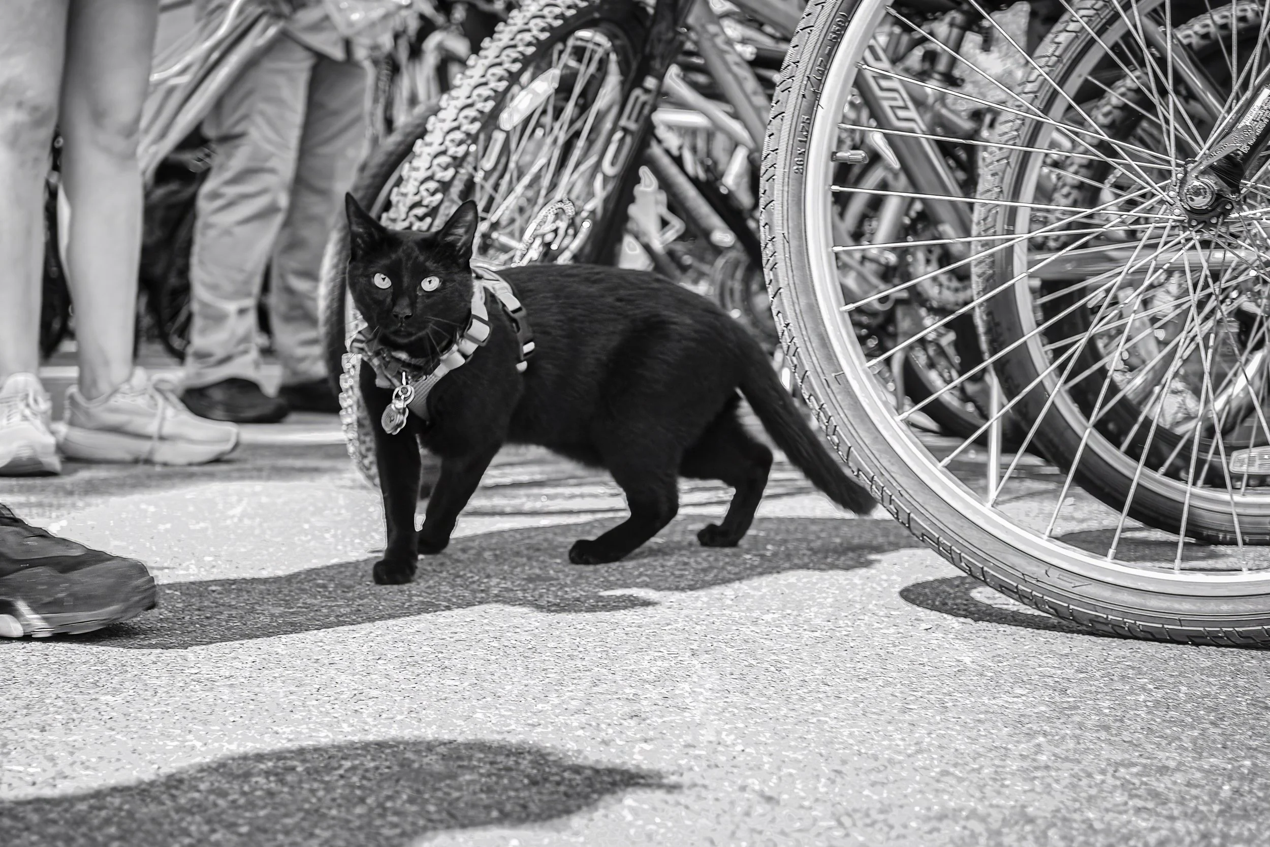 BIKE_CAT-2.jpeg