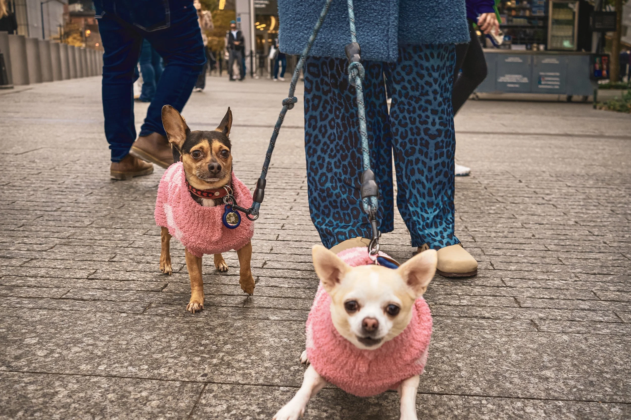 SWEATER DOG 1.jpg
