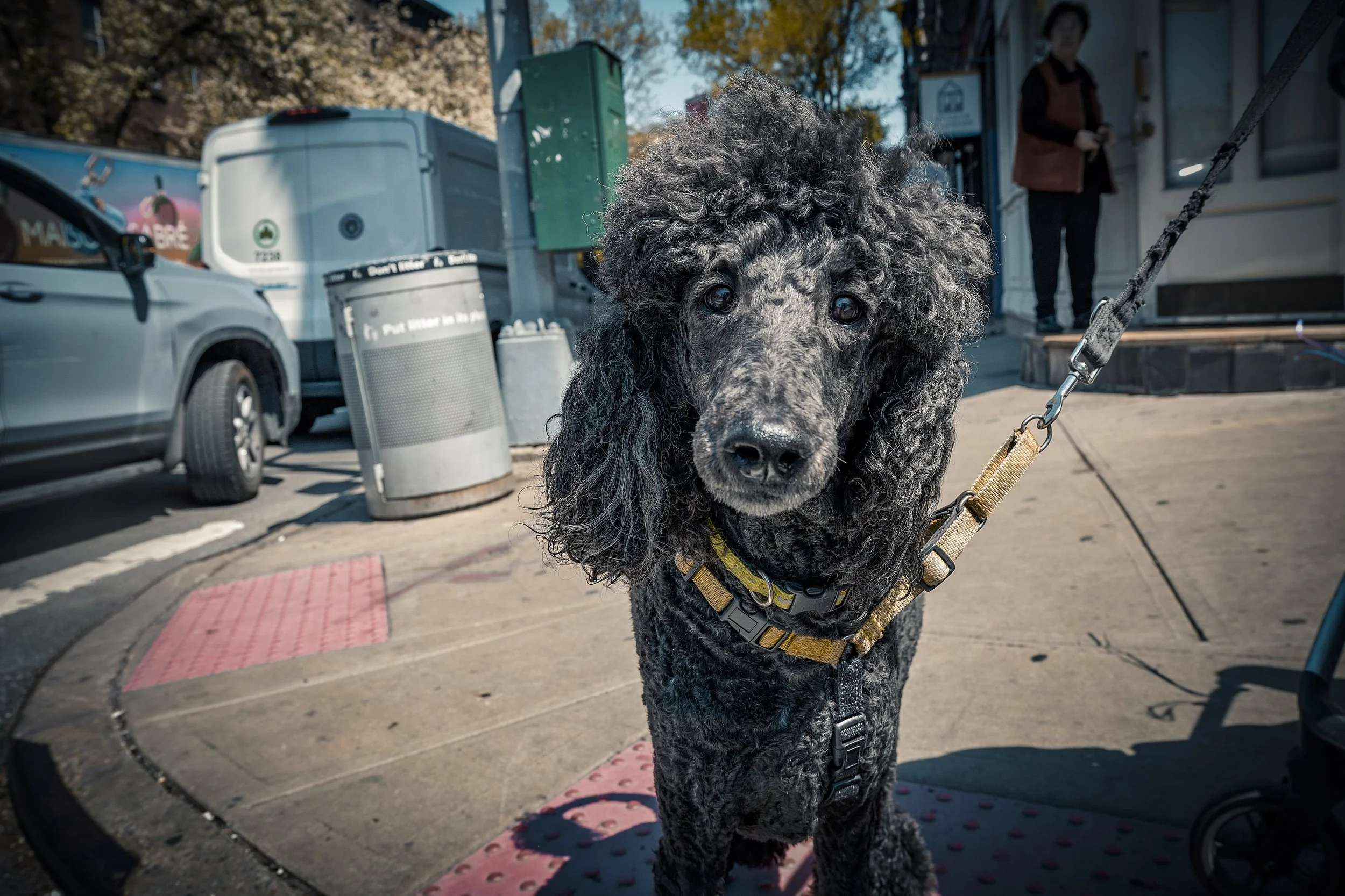 POODLES 2-2.jpeg