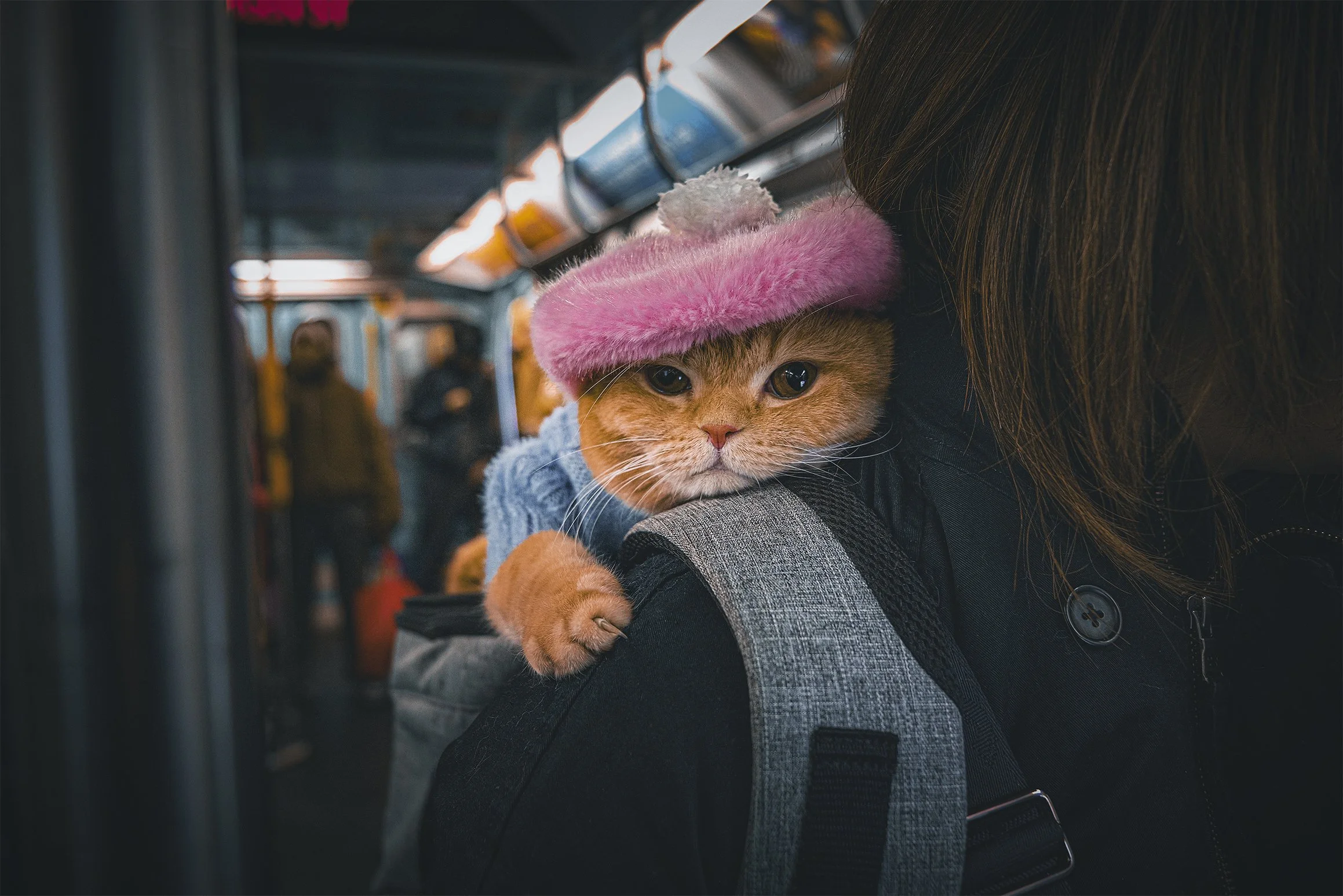 City Animals Series