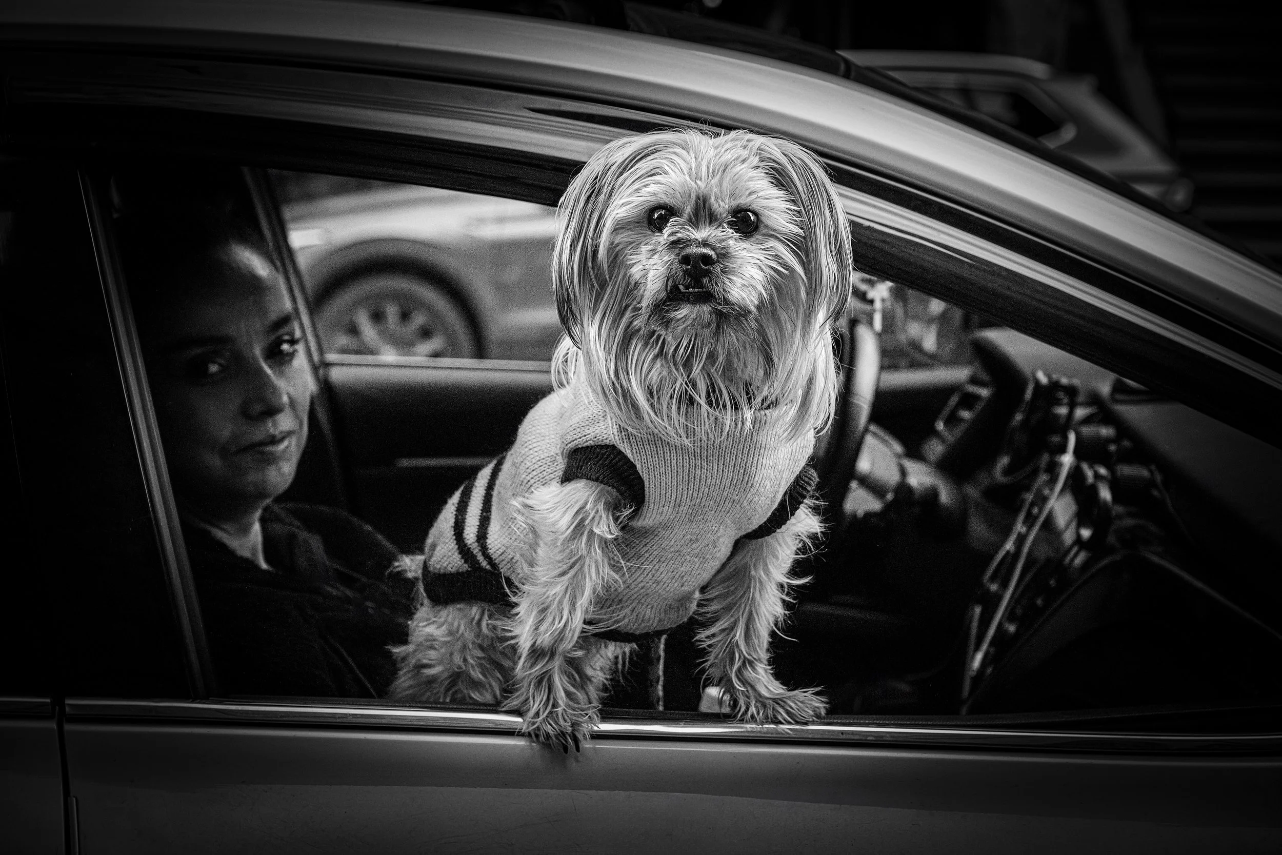 CAR DOG 2-6_FINAL_V1-5.jpeg