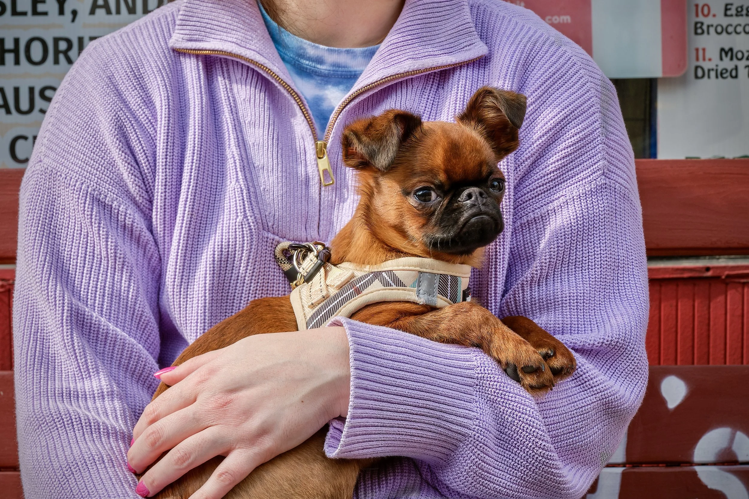 RUSSO DOG 8-2_FULL.jpg