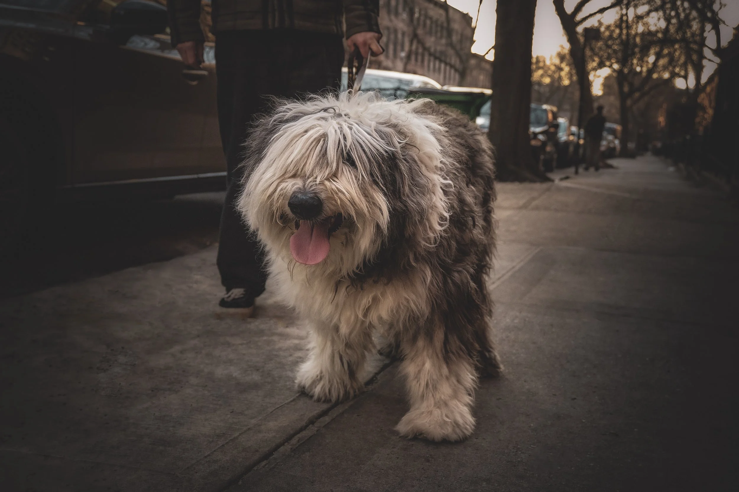 SHAGGY DOG 4-3.JPG