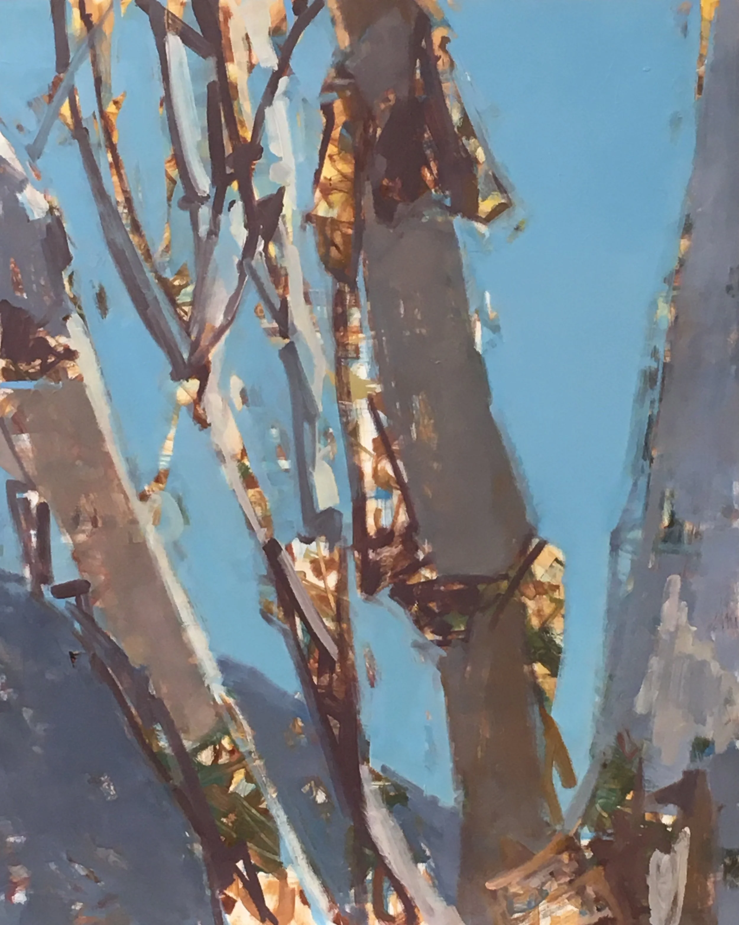 Shimmering Birches