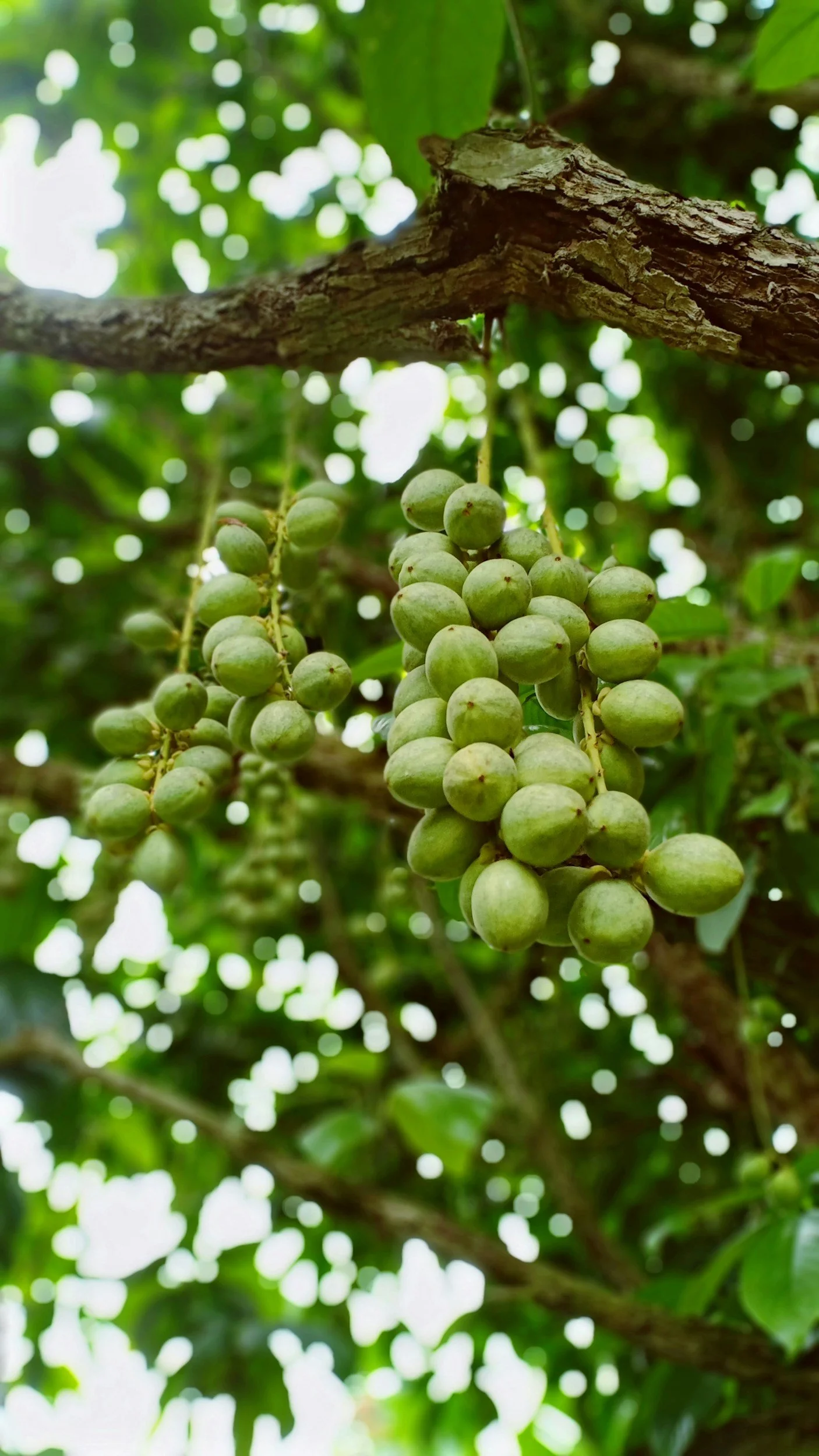 Shea Butter 
Latin name: Butyrospermum Parkii

Why it works: Rich in oleic and stearic acids, with naturally occurring vitamin E. Solid until it meets warm skin, then melts (like butter) to form a breathable layer that slows moisture loss and leaves 