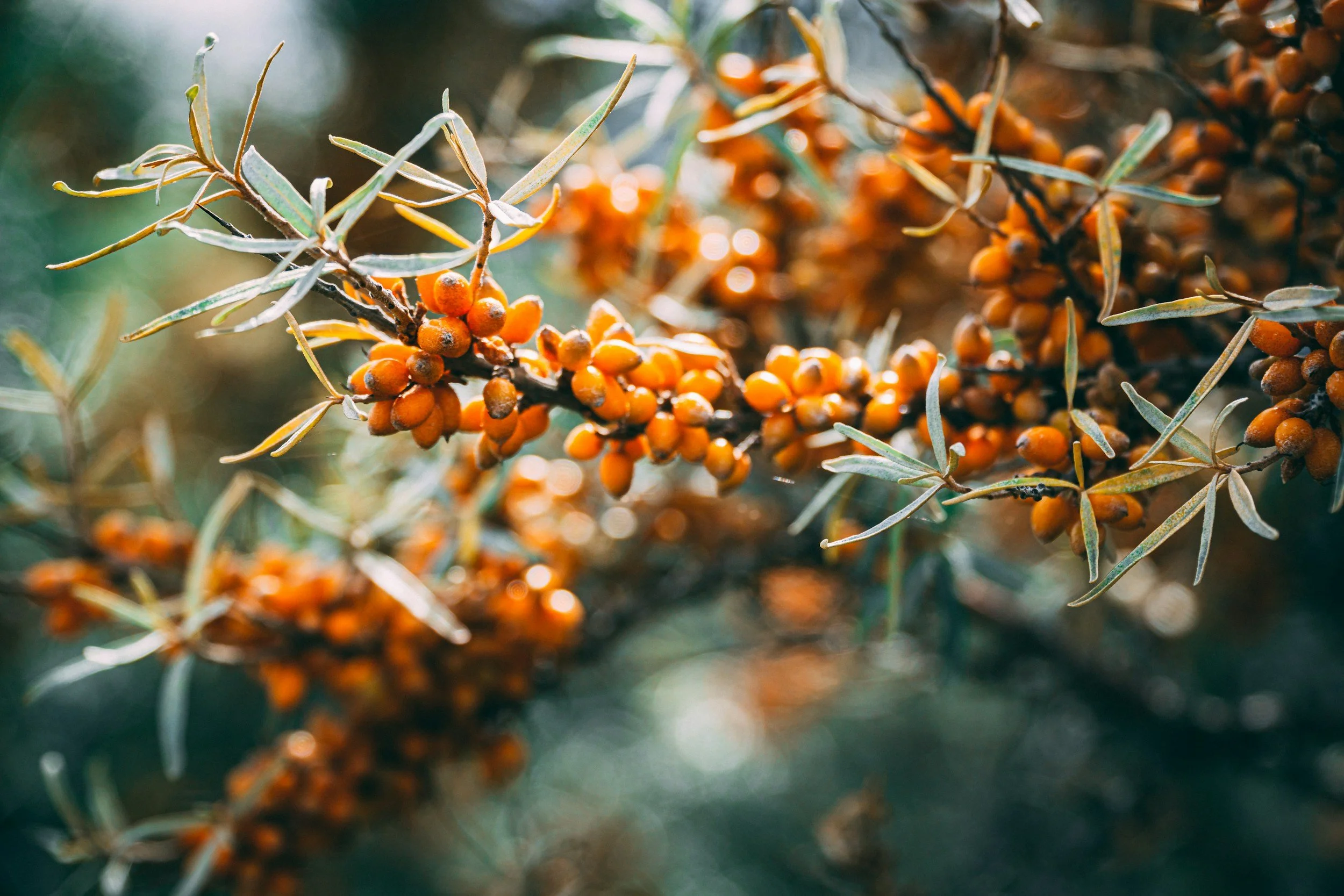 Sea Buckthorn Oil  Latin name: Hippophae Rhamnoides Fruit Oil. 

Why it works: Sea buckthorn oil is packed with rare omega-7 fatty acids, vitamin A,C and E and is high in antioxidents. It helps repair a weak skin barrier, calms redness and promotes f