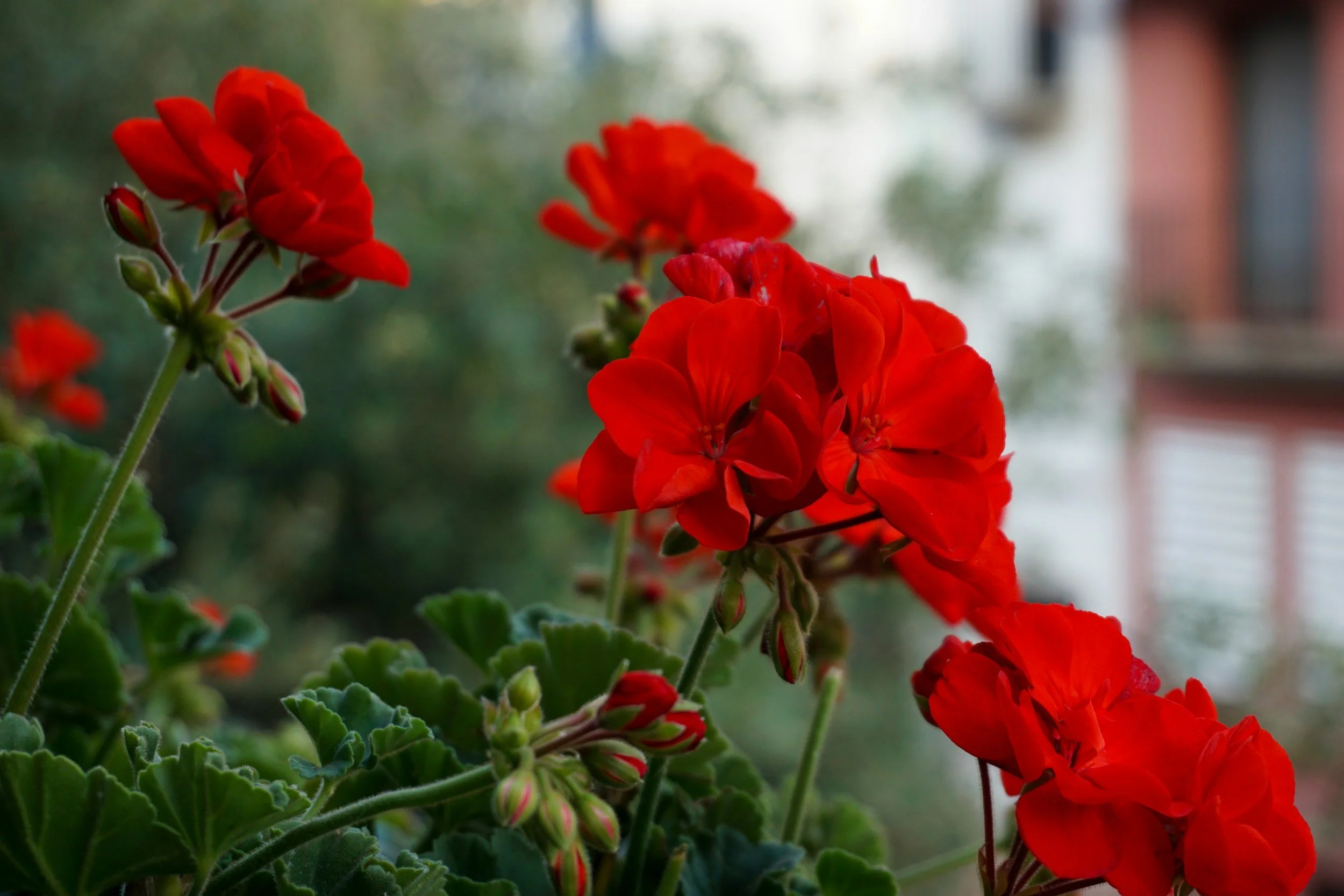 Rose Geranium. Latin Name: Pelargonium Graveolens Oil 

Why it works: Traditionally valued for helping condition combination and oily skin. Naturally toning. Benefits both oily and dry skin and provides antioxidant protection. Supports skin tissue he