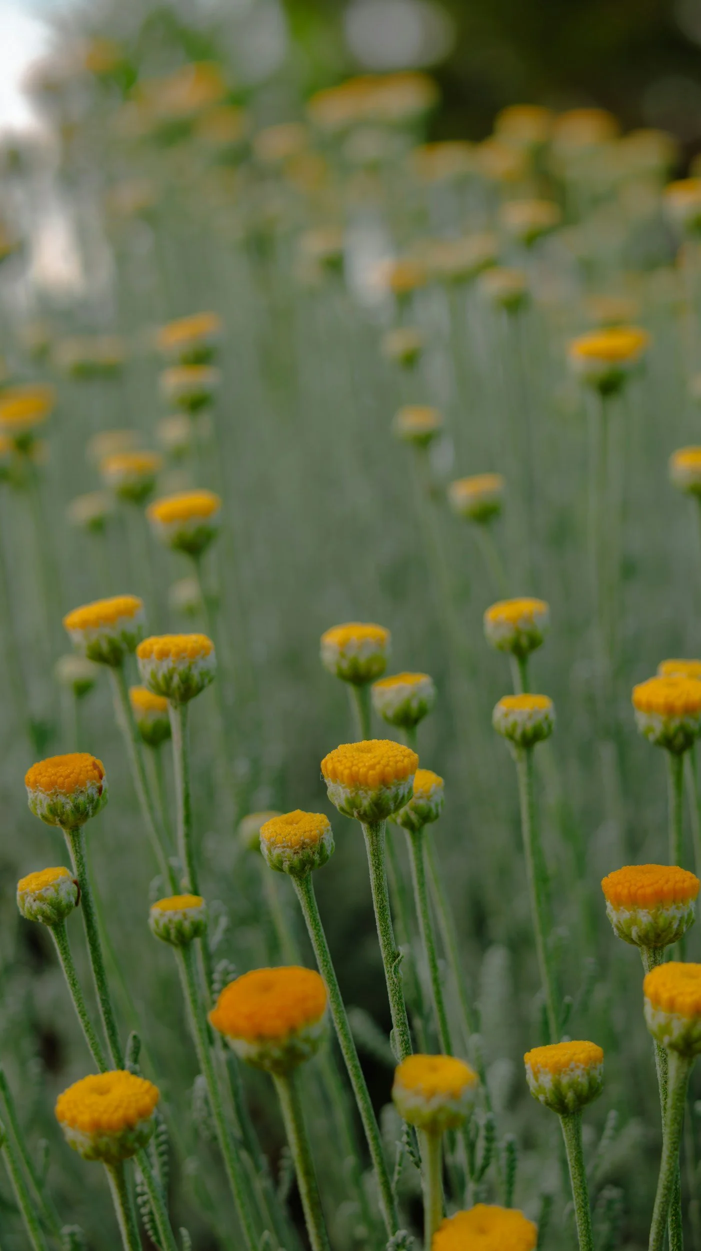 Helichrysum - Immortelle Flower. 

Latin Name: Helichrysum Italicum Flower Oil
Known as the immortelle for the way its flowers hold their colour and shape even after picking. 

Why it works: It's rich in antioxidants and flavonoids that help defend a
