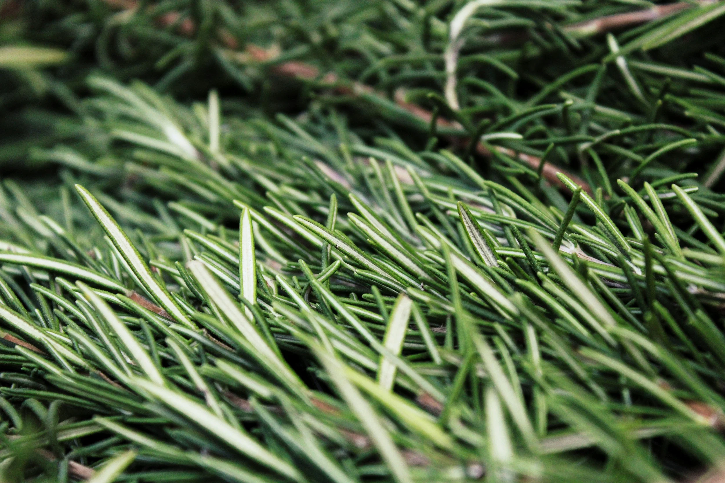 Rosemary  
Latin Name: Rosmarinus Officinalis Leaf Oil

Why it works: Rosemary oil is rich in antioxidant compounds – rosmarinic and carnosic acid among them  that help defend skin against everyday oxidative stress, UV exposure and pollution. It's al