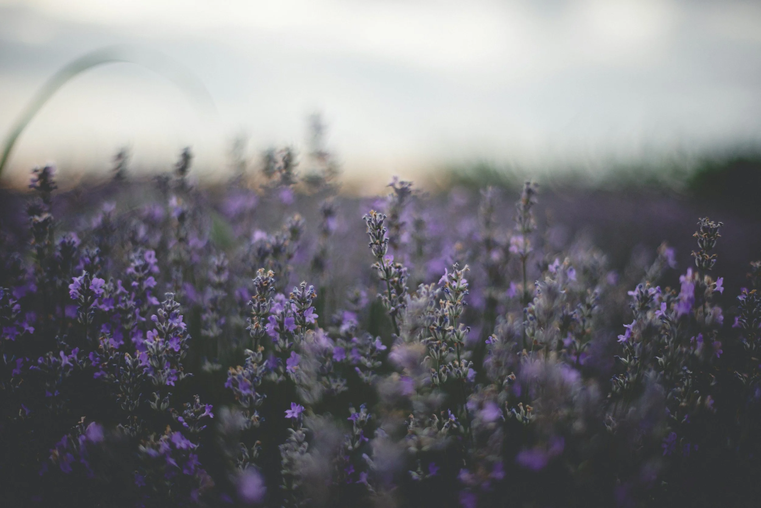 Lavender
Latin Name: Lavandula Angustifolia Oil.
Steam-distilled from the flowering tops of the plant. 

Why it works:  This oil is rich in linalool and linalyl acetate – compounds behind its long-standing reputation for calming redness and irritatio