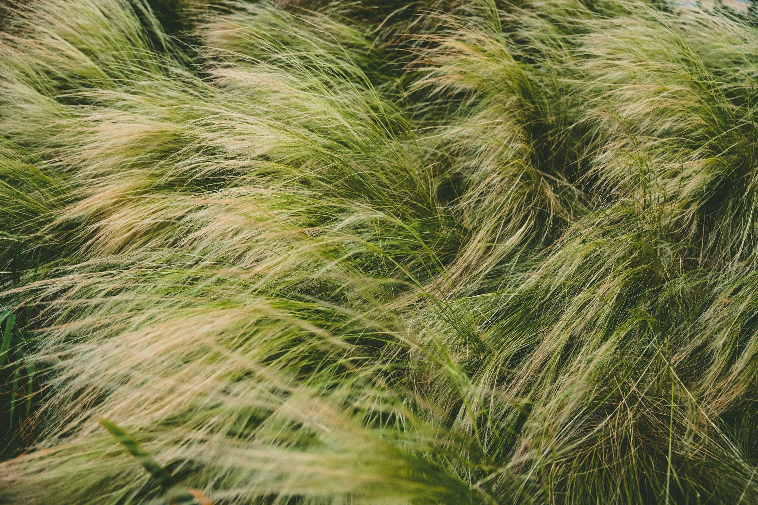 Vetiver Grass 
Latin Name: Vetiveria Zizanoides Root Oil.
Distilled from the tangled root system of a tropical grass.

Why it works:  Research profile studies have found it to have notably strong free radical scavenging activity, comparable to standa