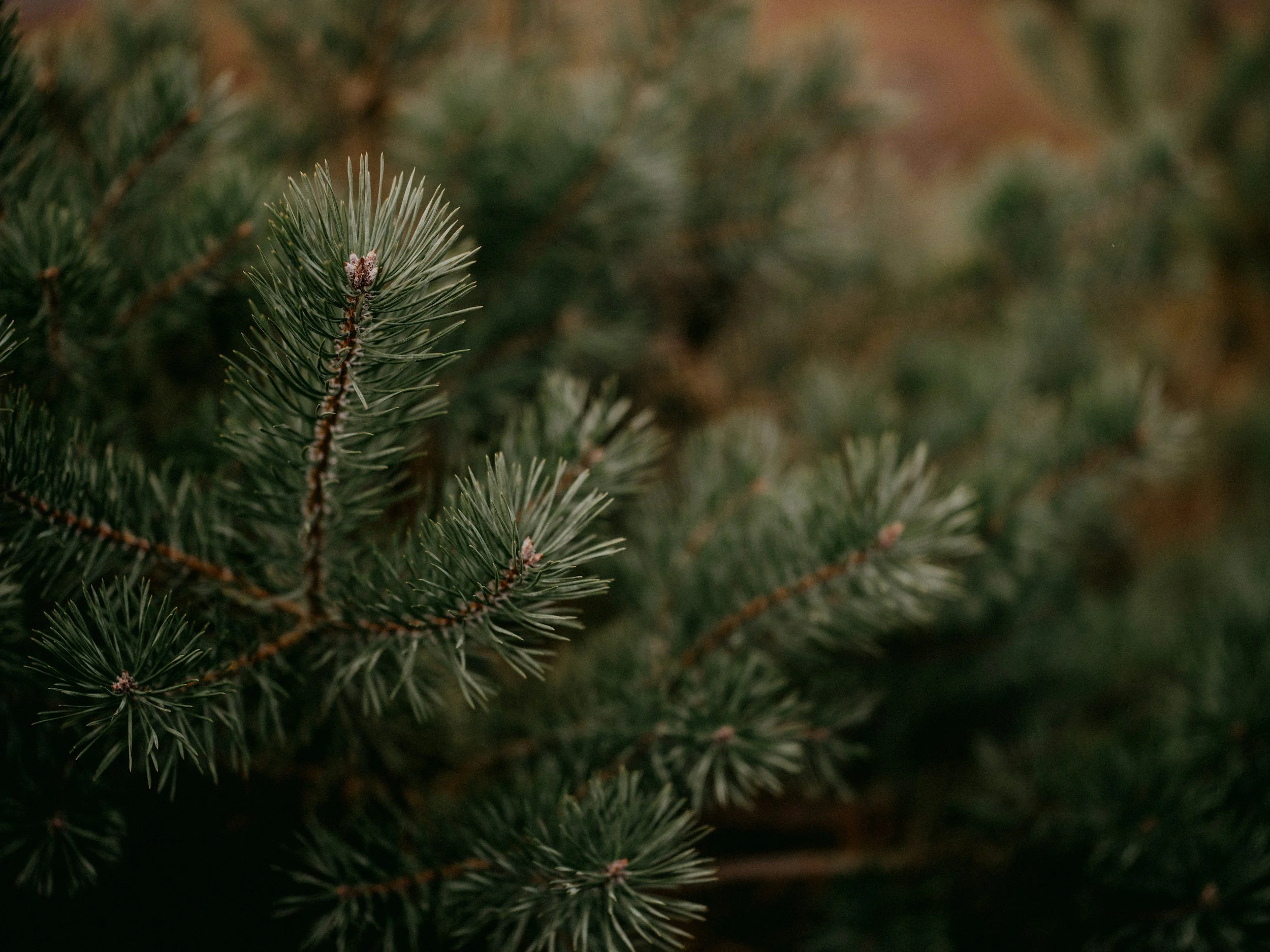Scots Pine 
Latin Name: Pinus Sylvestris Oil. Steam-distilled from the needles of Scotland's only native pine.

Why it works: This oil is rich in monoterpenes - alpha-pinene and beta-pinene which give it its naturally antioxidant, soothing character.