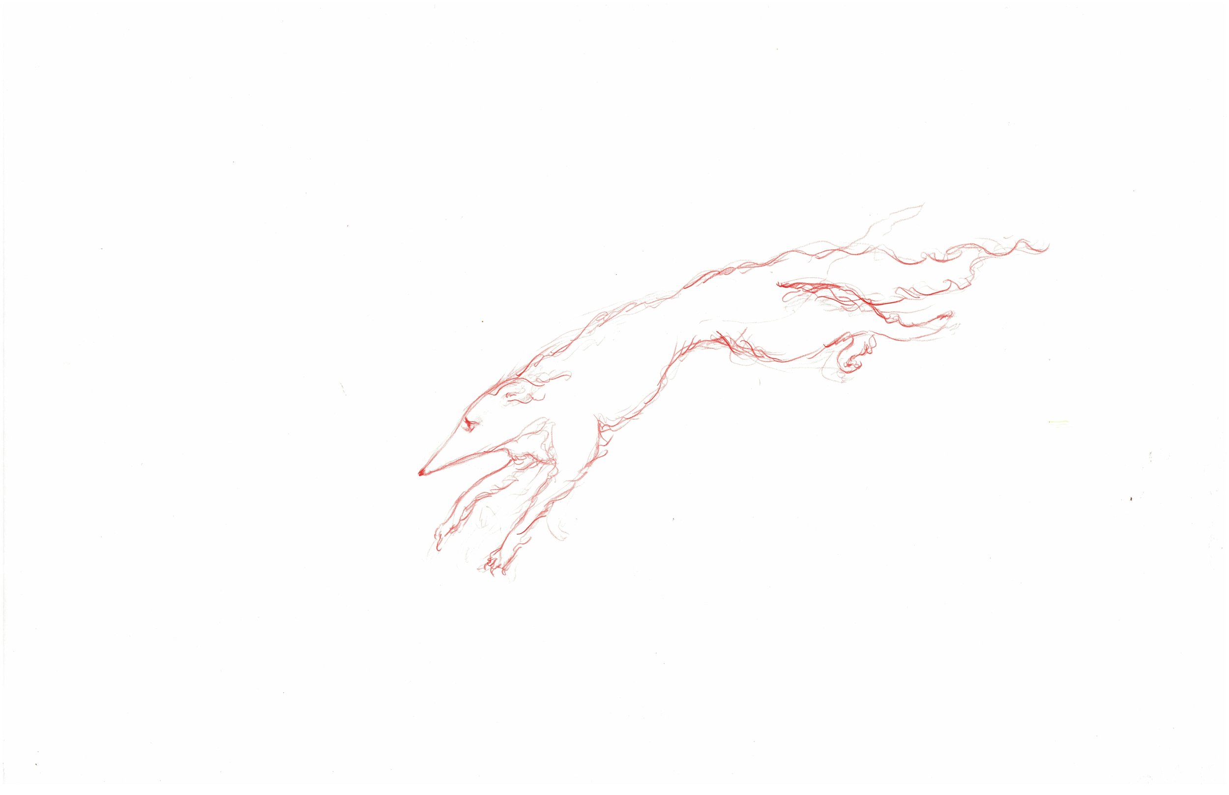 White Hound2.jpg