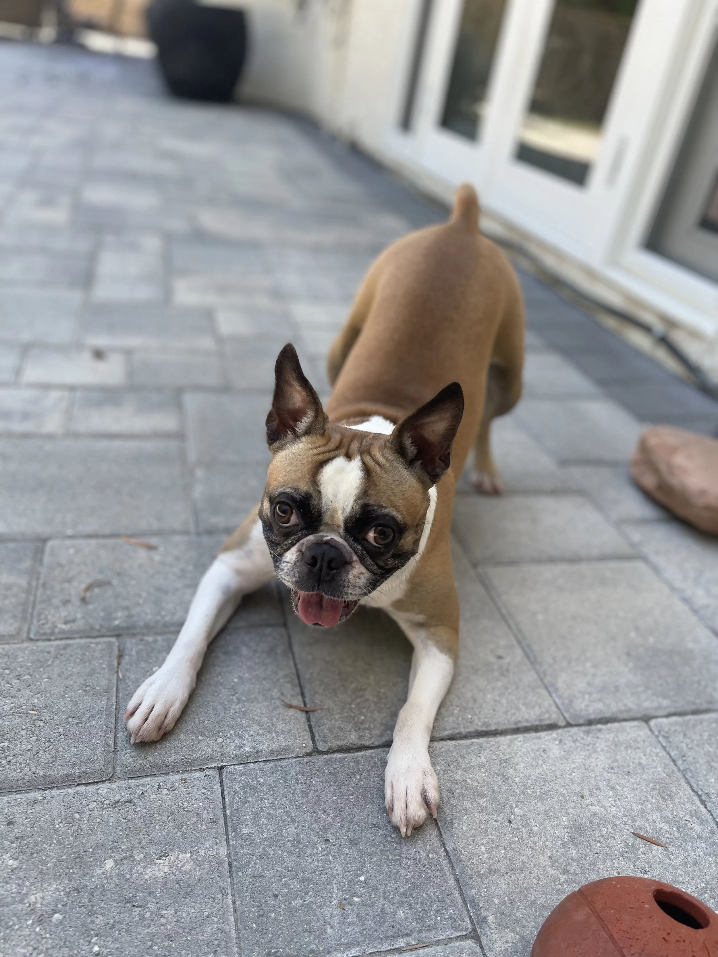 A dog relaxing on a clean patio after CaliPet's pet waste removal service.