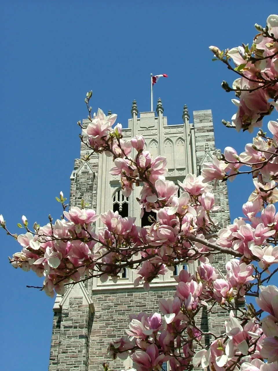 A New Magnolia Takes Root: A Living Tribute to 100 Years of St. Peter’s Seminary