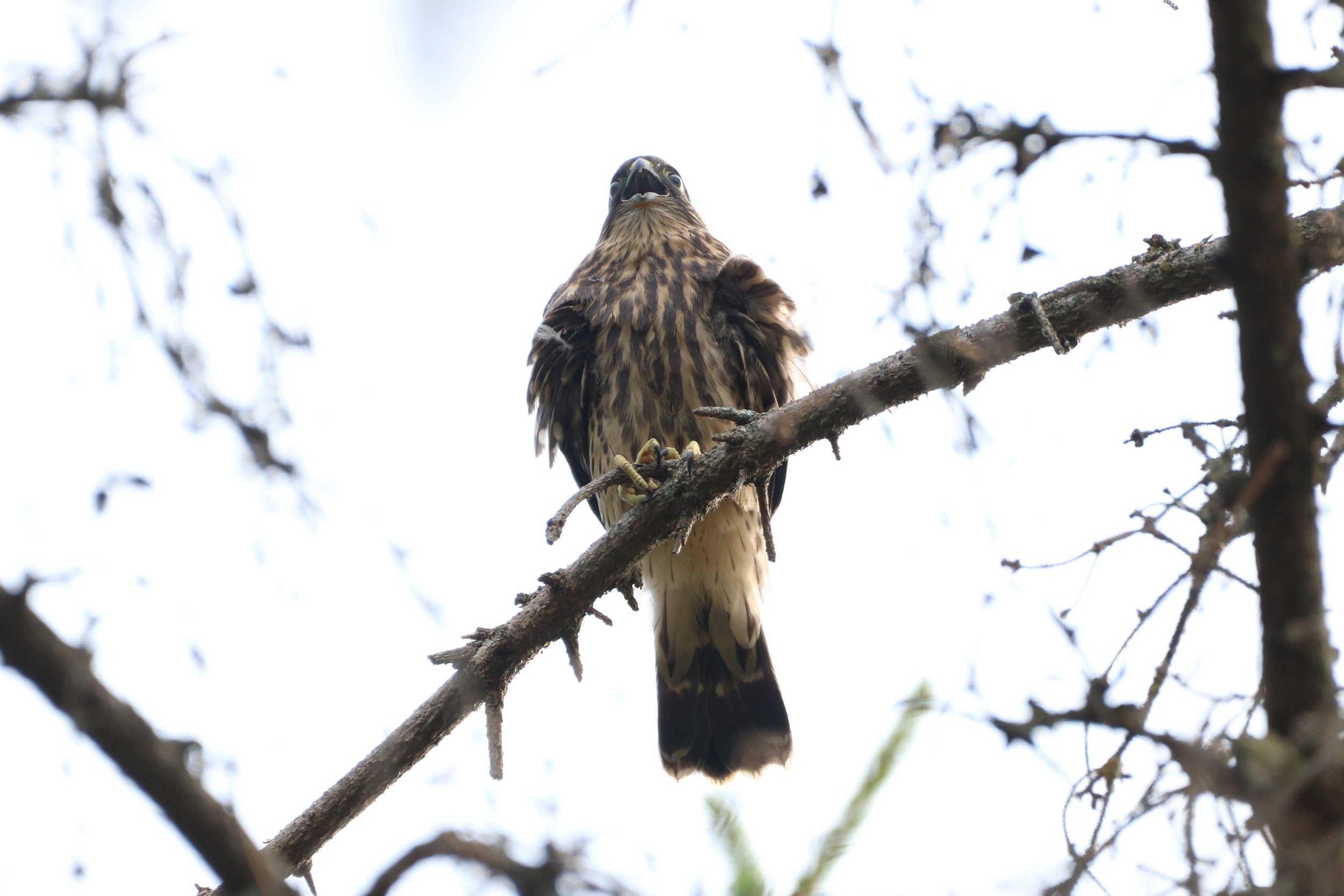 Merlin