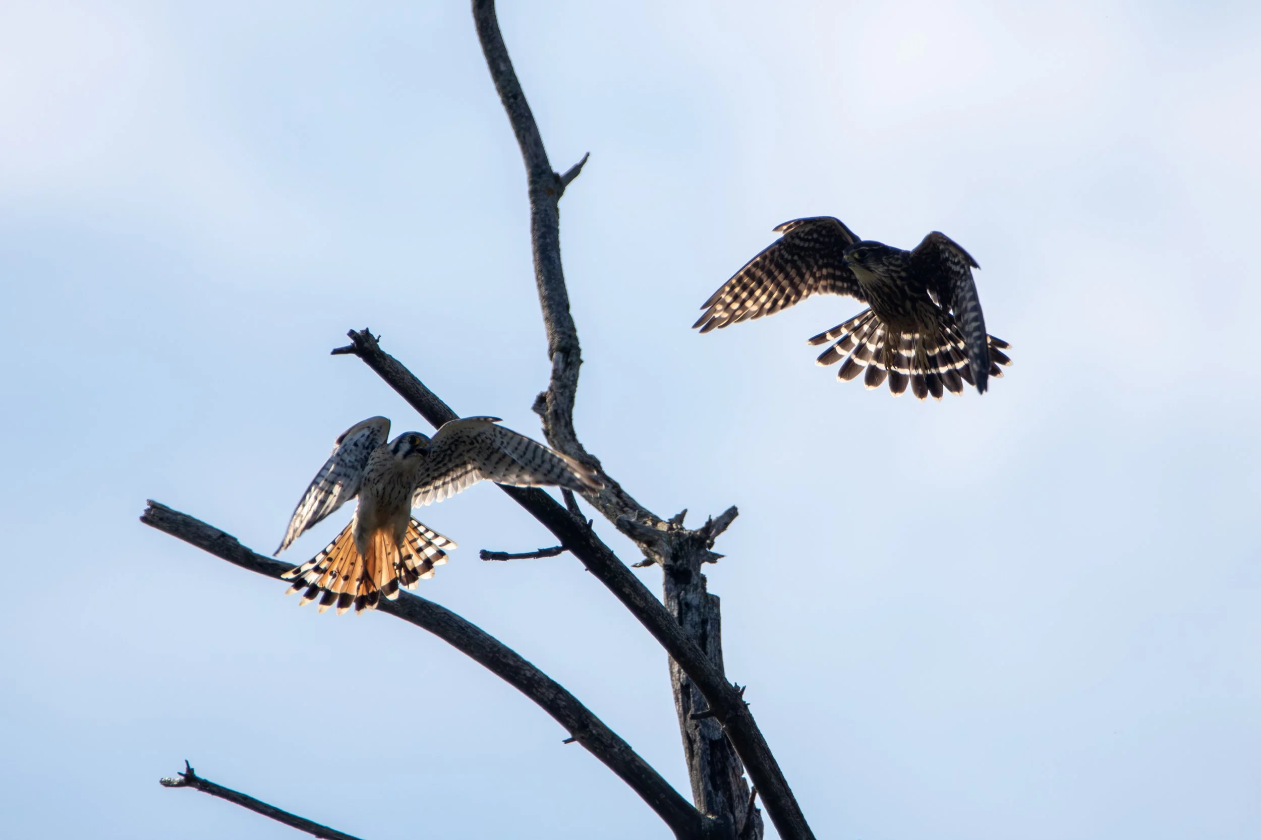 Merlin vs Kestrel (6).jpg