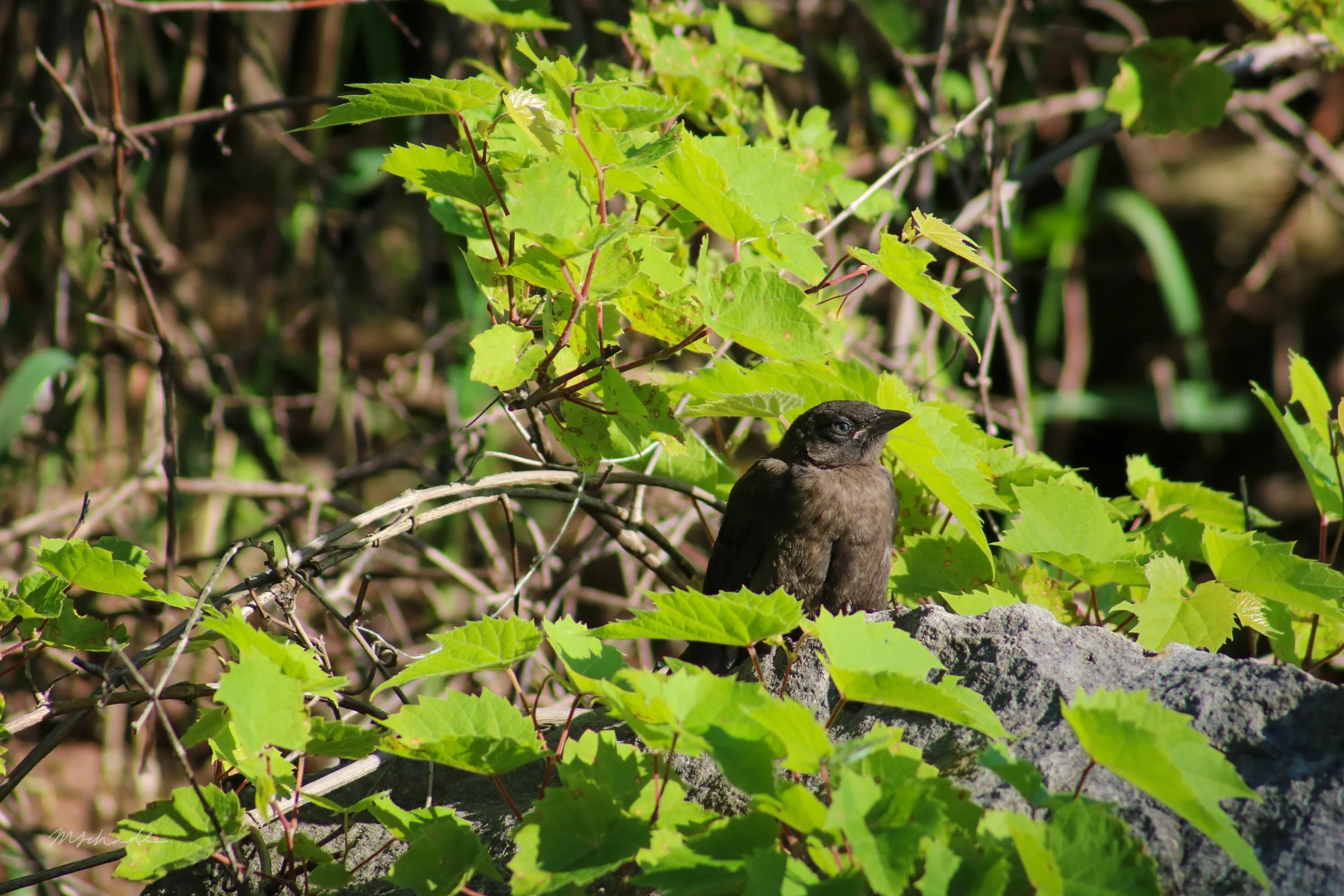 Bronte, ON, 2026-06-13